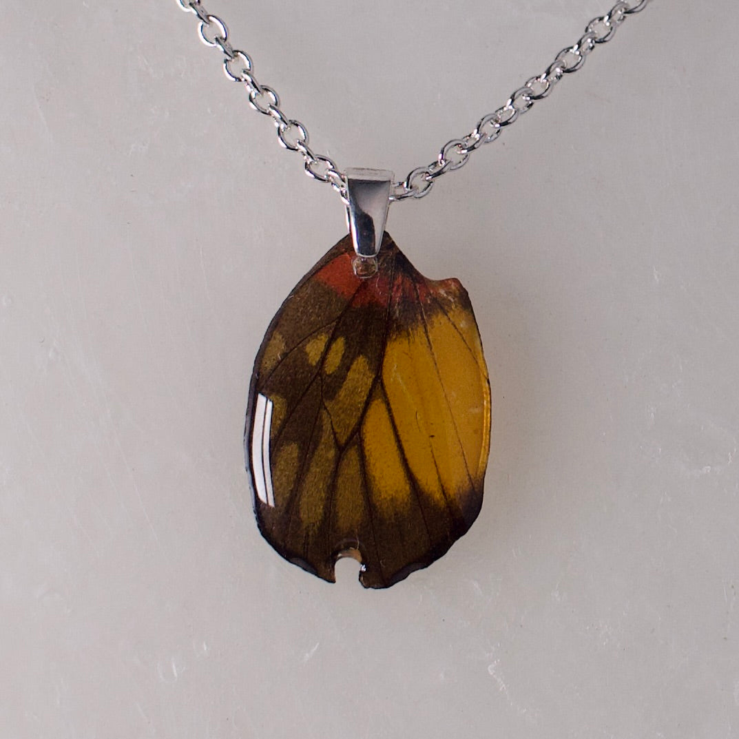 real butterfly wing pendant red breasted jezebel butterflies silver necklace close up