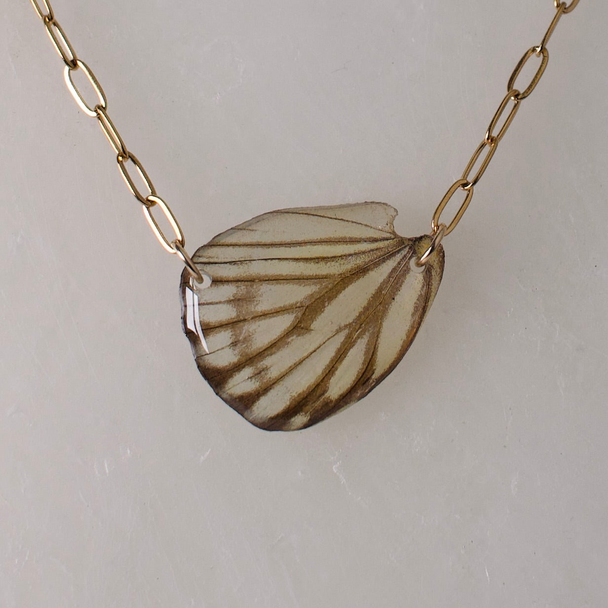 real butterfly wing pendant striped albatross butterflies gold paperclip chain necklace close up