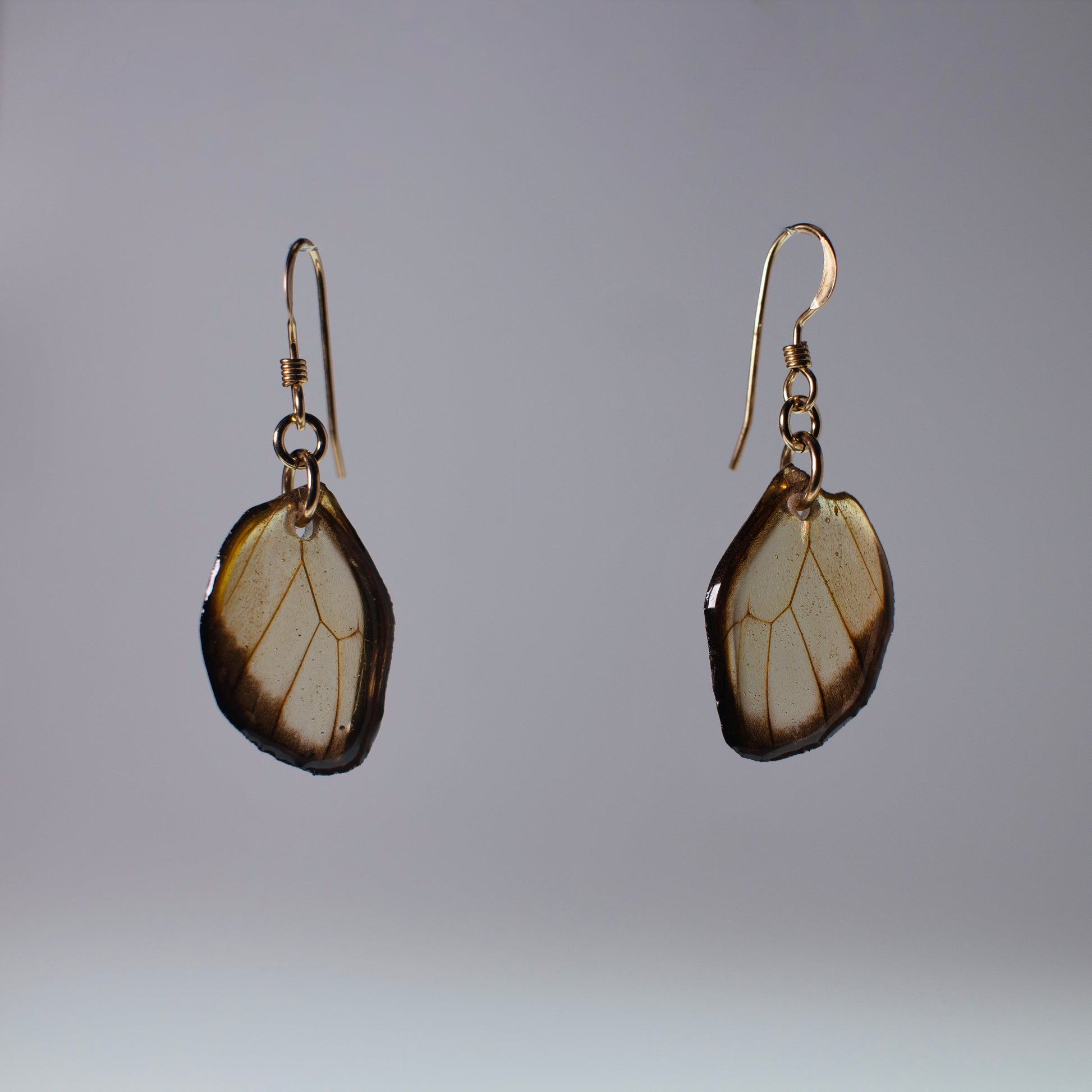 real glasswing butterfly earrings Greta oto butterflies gold French hook earring