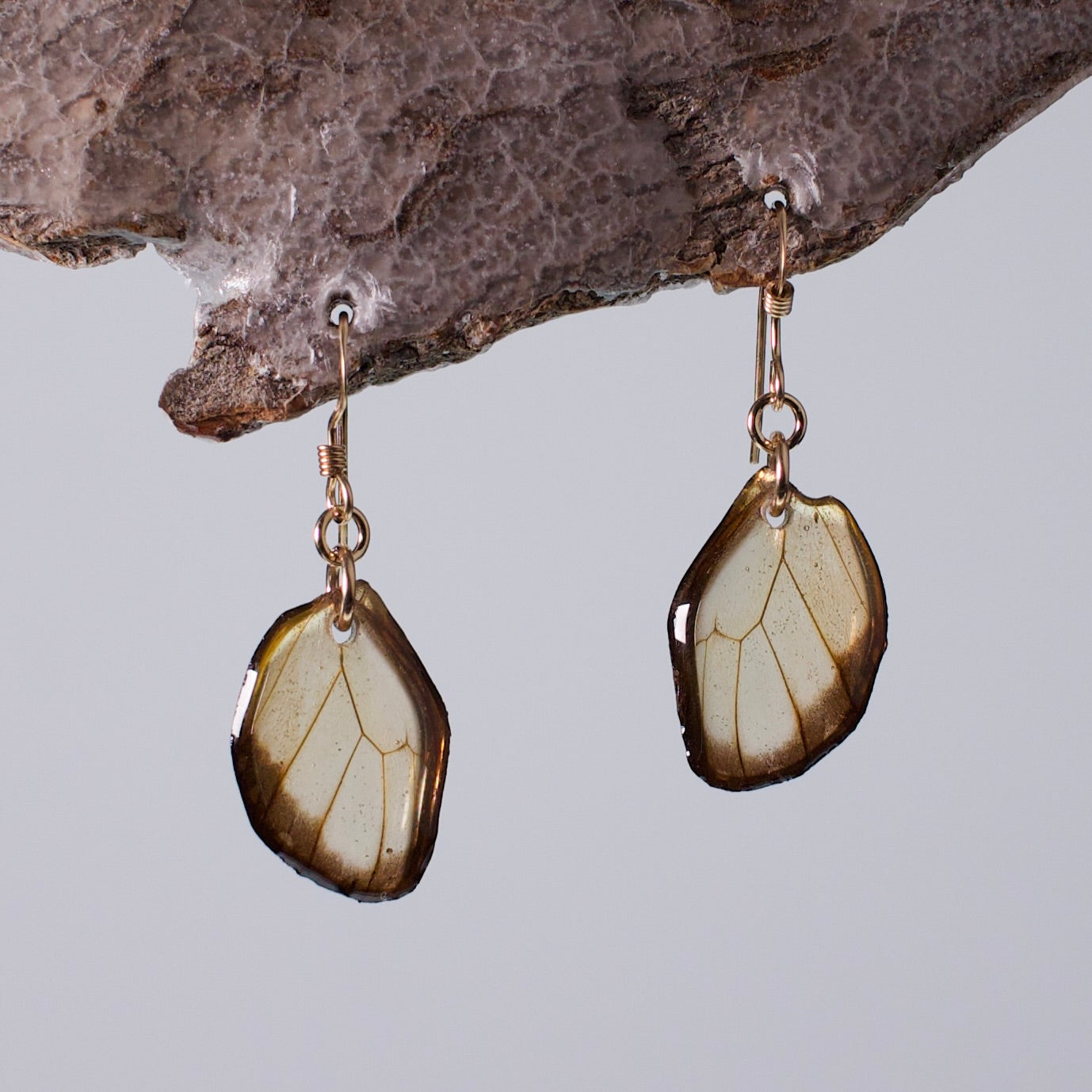 real glasswing butterfly earrings Greta oto butterflies gold French wire earring on wood stand