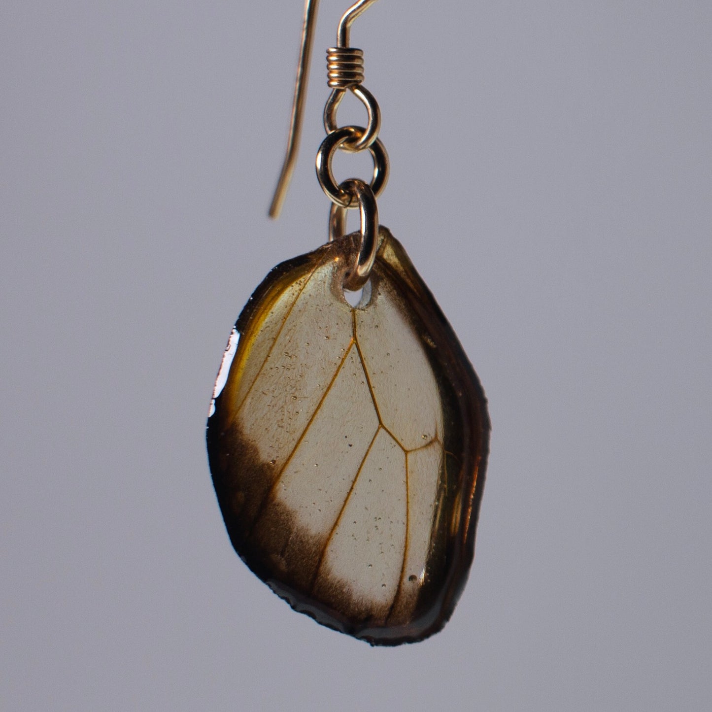 real glasswing butterfly earrings Greta oto butterflies gold French wire earring close up