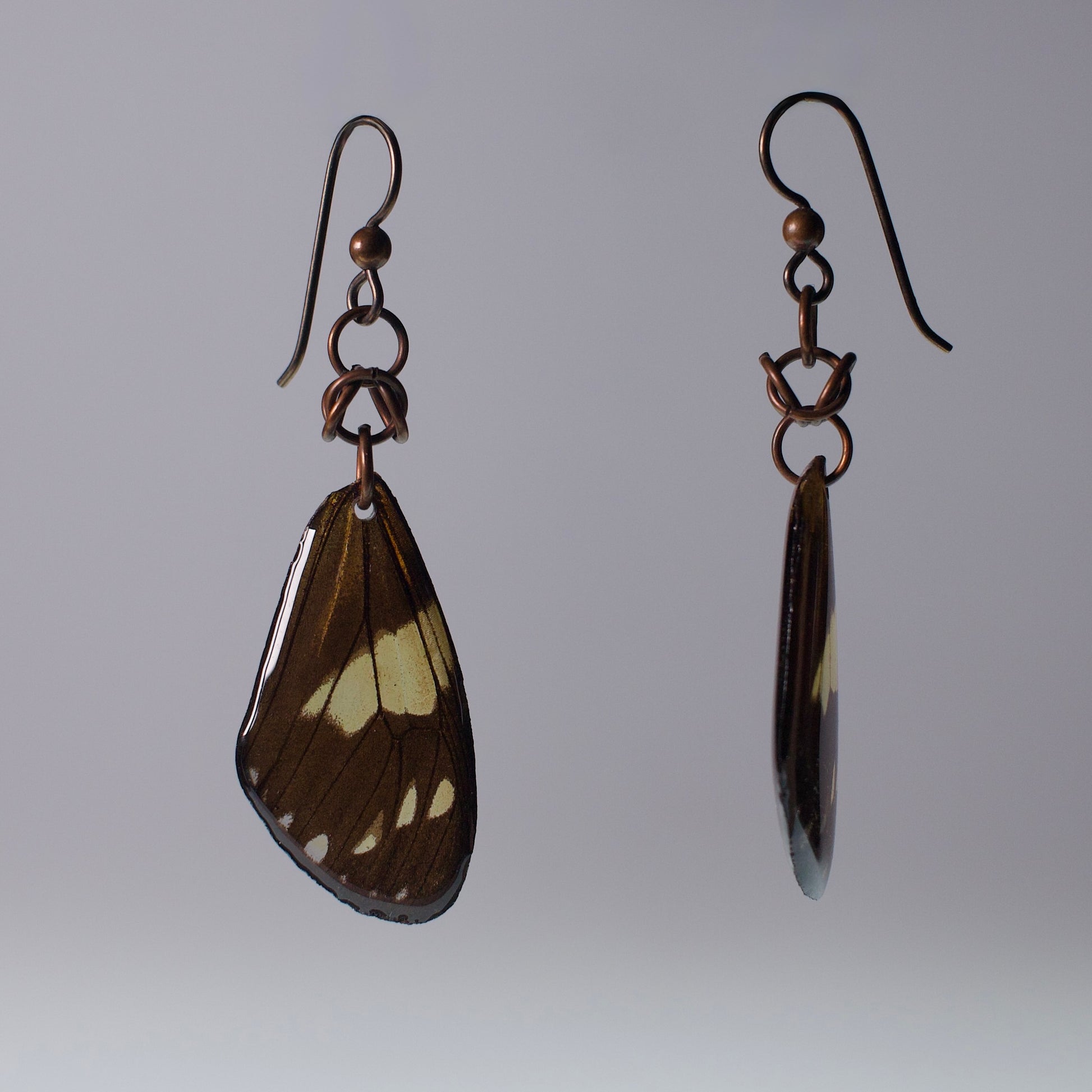 real moth earrings Chetone phyleis moths niobium copper chainmail French ear hooks side view