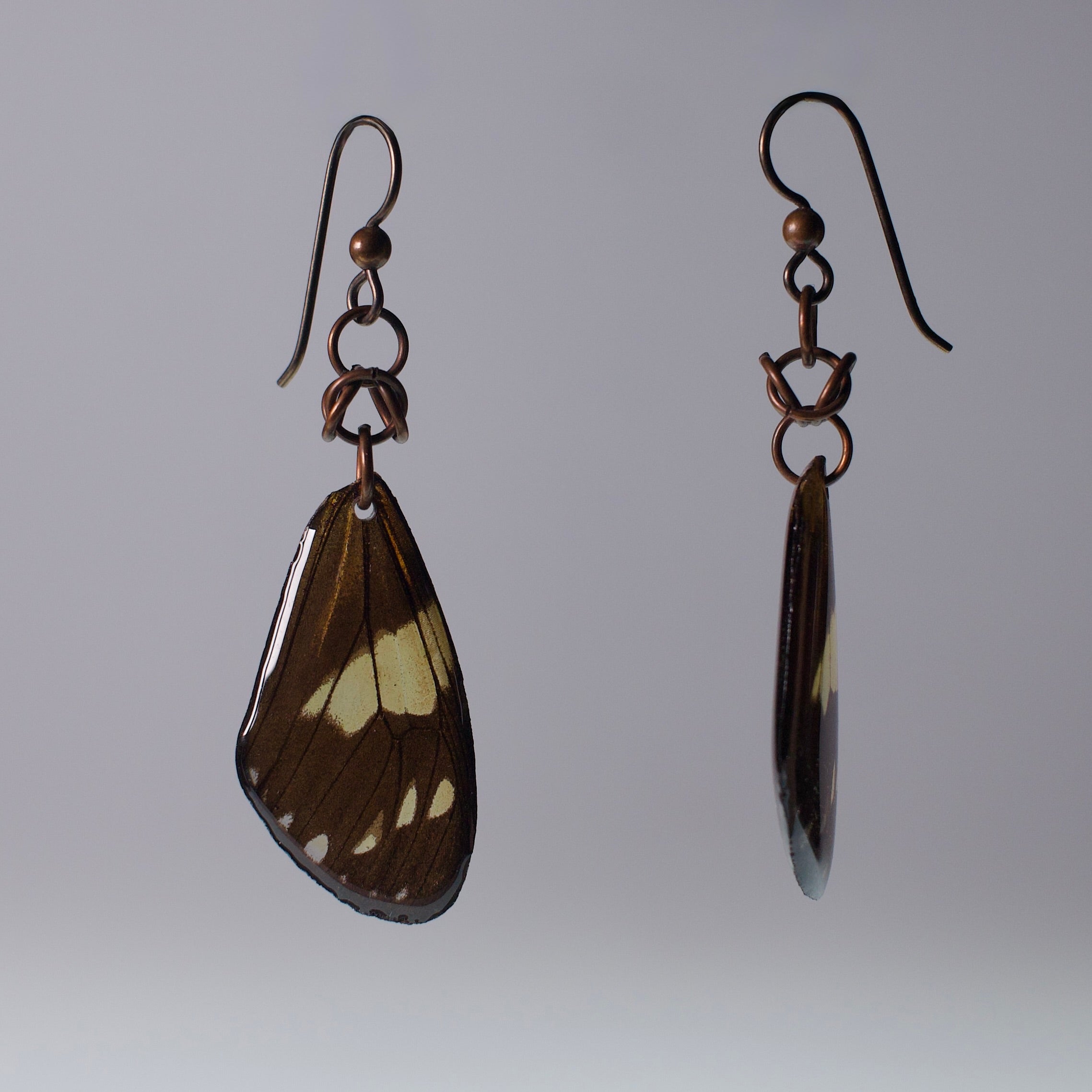 real moth earrings Chetone phyleis moths niobium copper chainmail French ear hooks side view