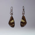 real moth earrings Chetone phyleis moths niobium copper chainmail French ear wires on grey background