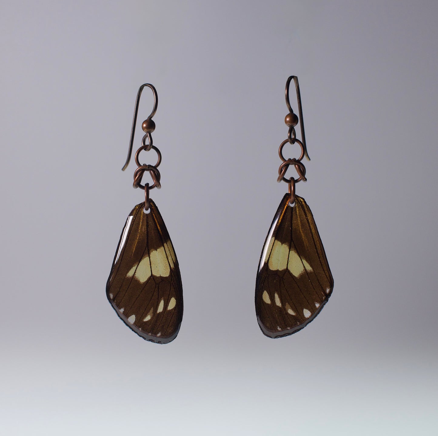 real moth earrings Chetone phyleis moths niobium copper chainmail French ear wires on grey background