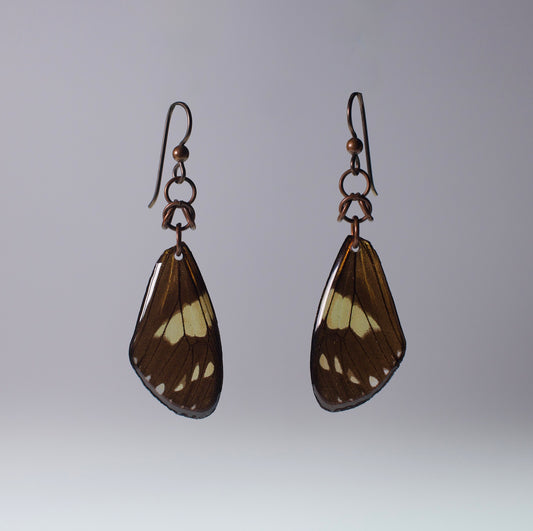 real moth earrings Chetone phyleis moths niobium copper chainmail French ear wires on grey background