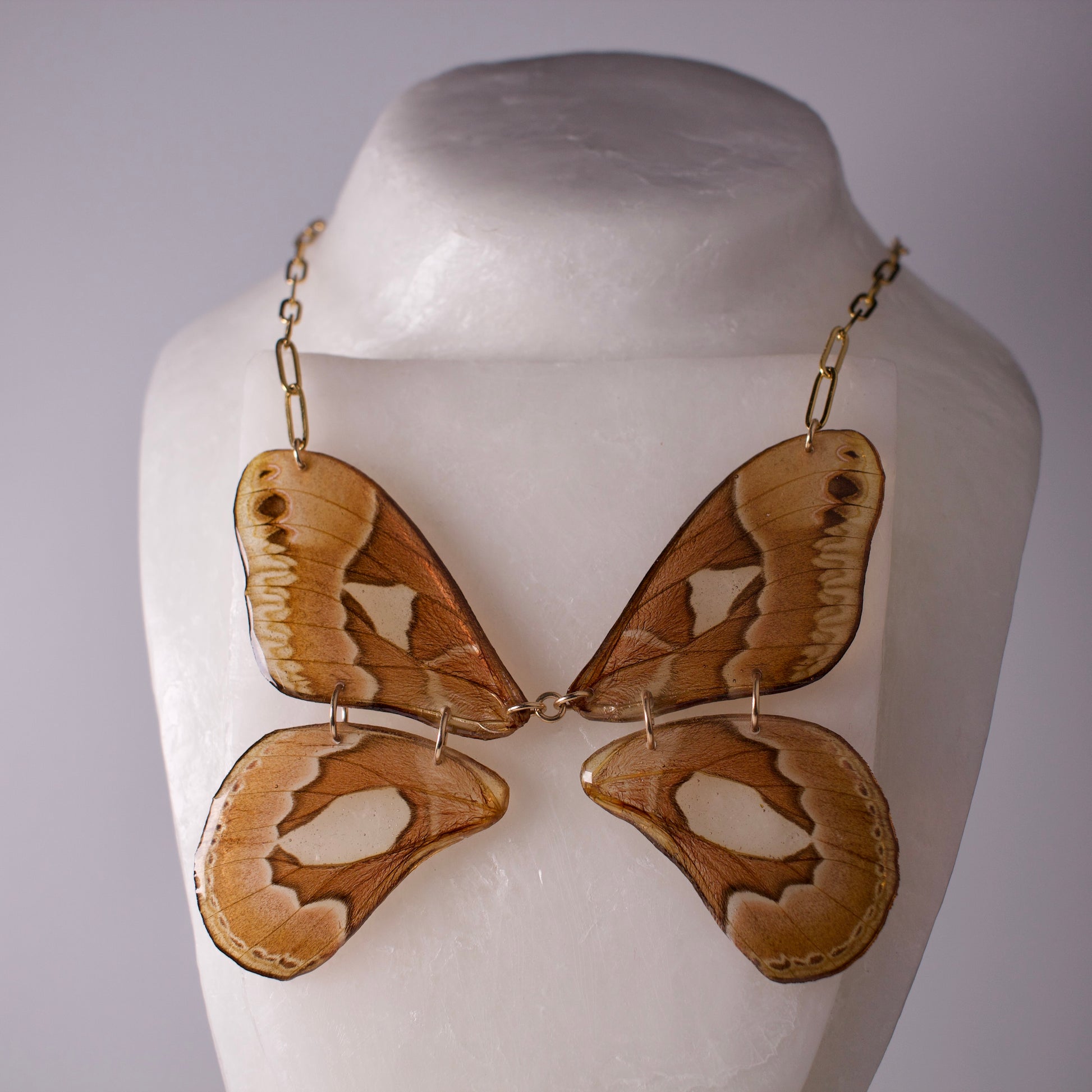 real moth necklace Rothschildia silk moths gold paperclip chain on wax form