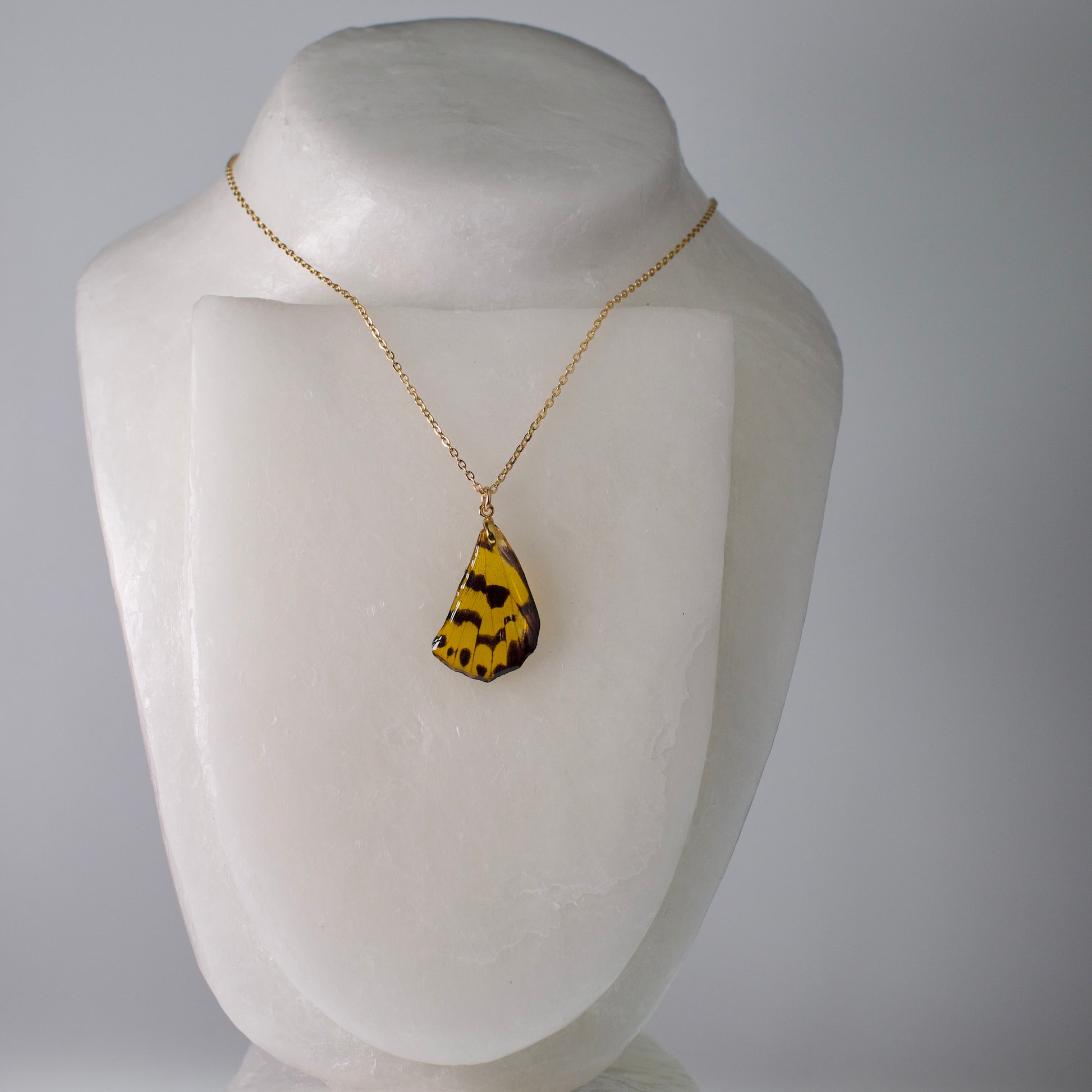 real moth pendant Dysphania yellow black moths gold necklace on mannequin