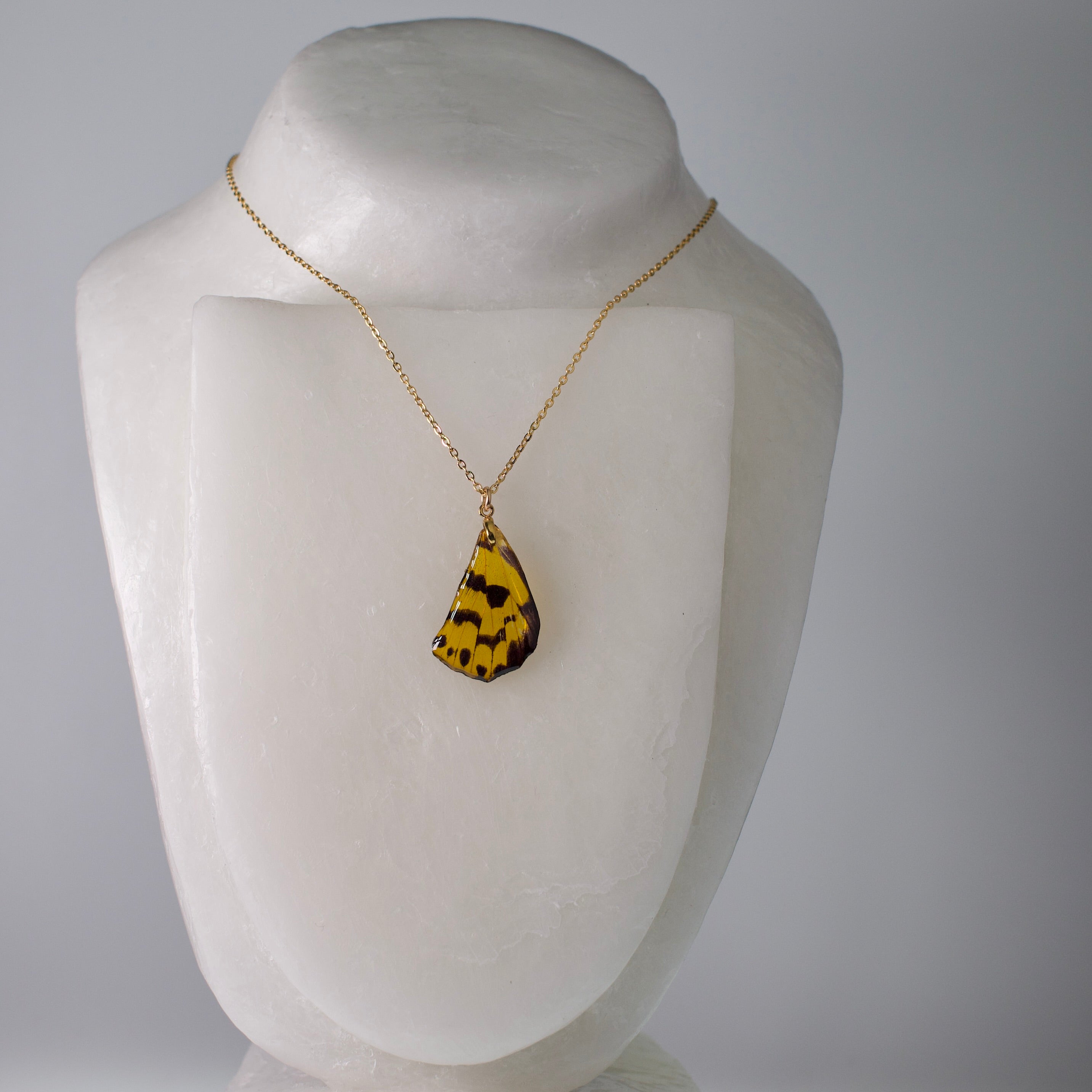 real moth pendant Dysphania yellow black moths gold necklace on mannequin
