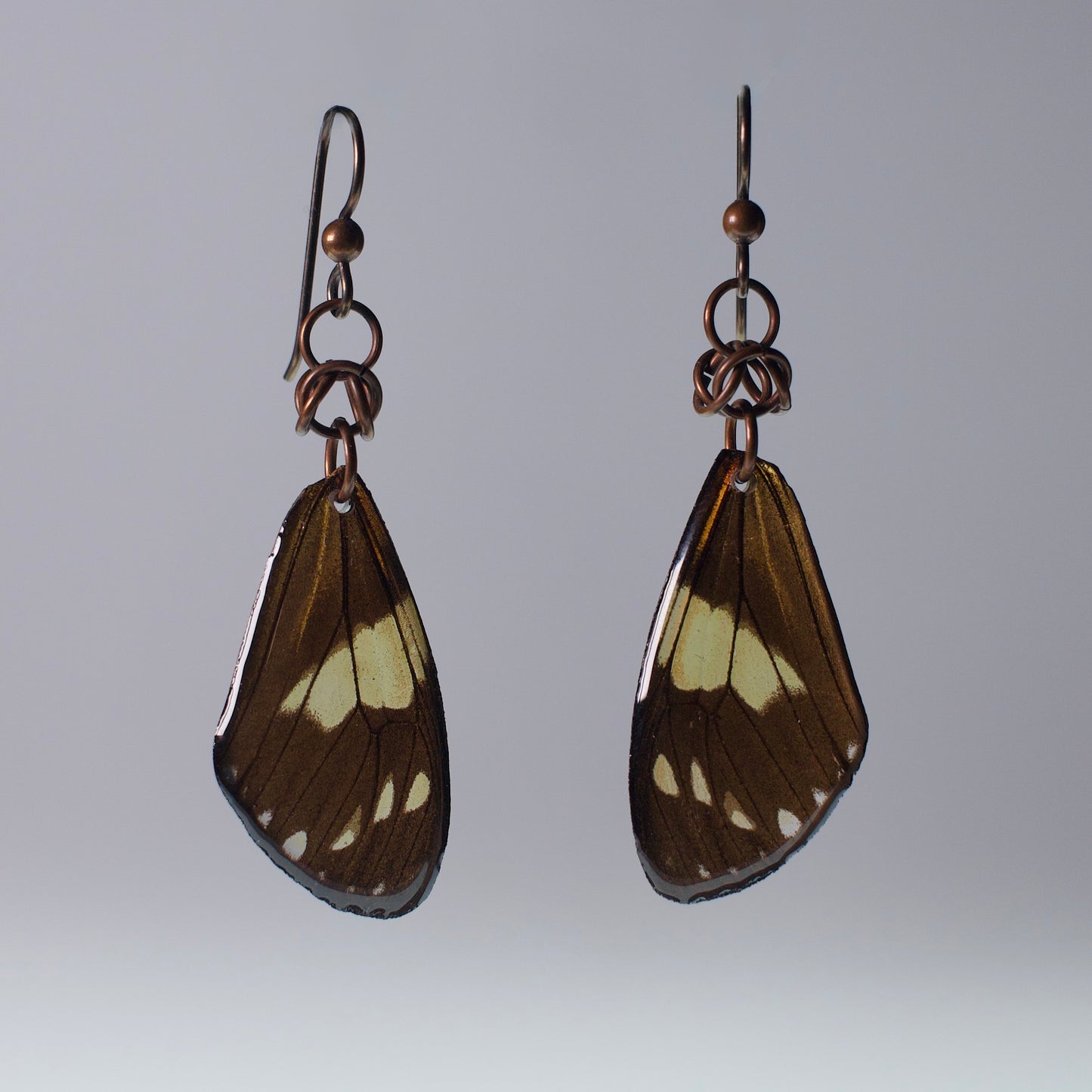 real moth wing earrings Chetone phyleis moths niobium copper chainmail French ear wires on grey background