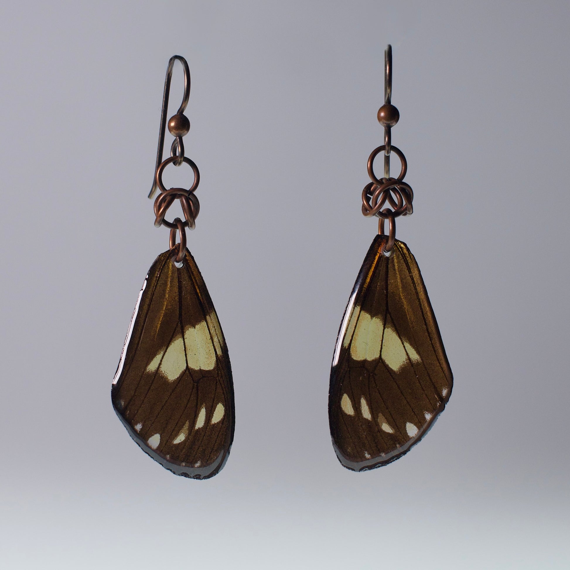 real moth wing earrings Chetone phyleis moths niobium copper chainmail French ear wires on grey background