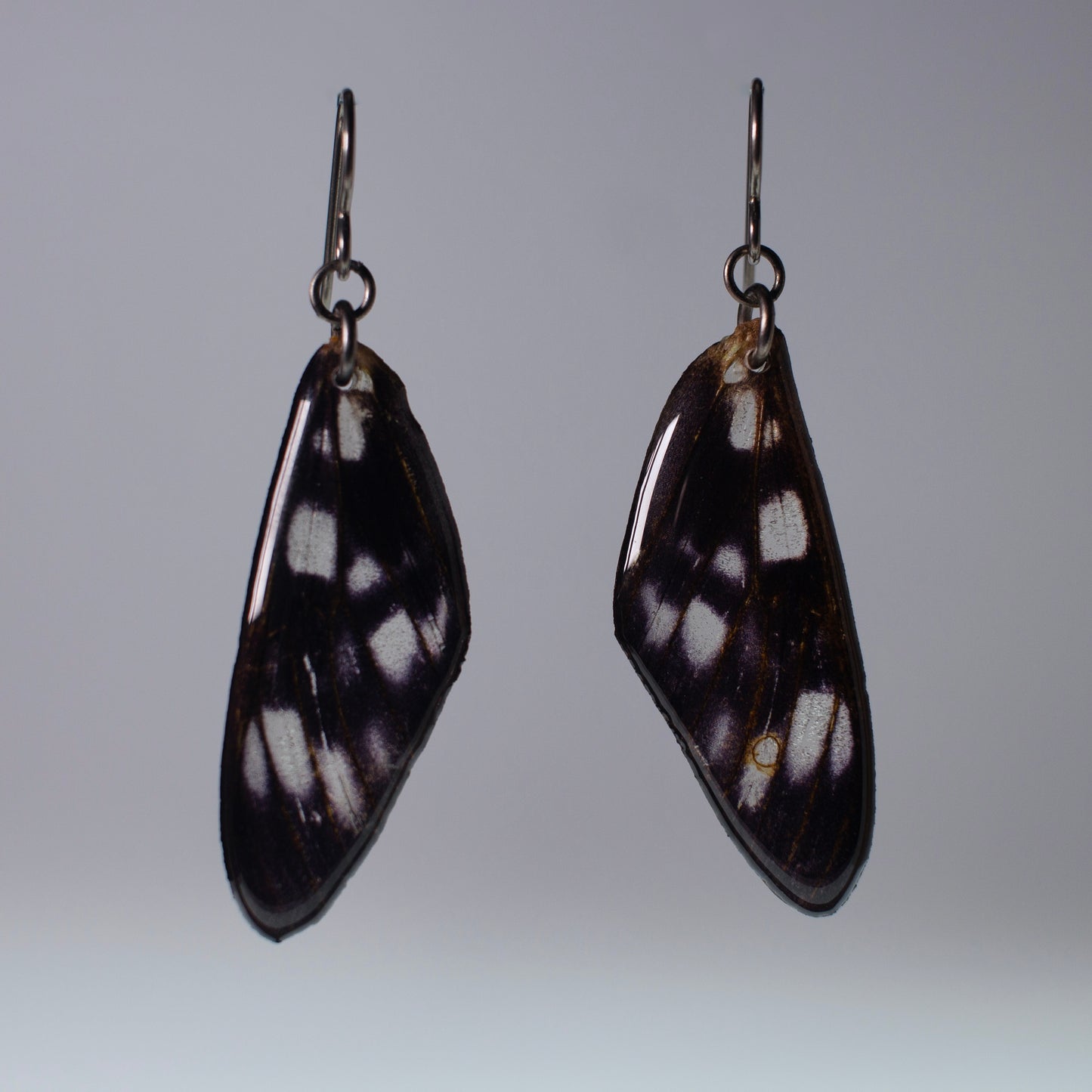 real moth wing earrings tiger moths black niobium French hook earring