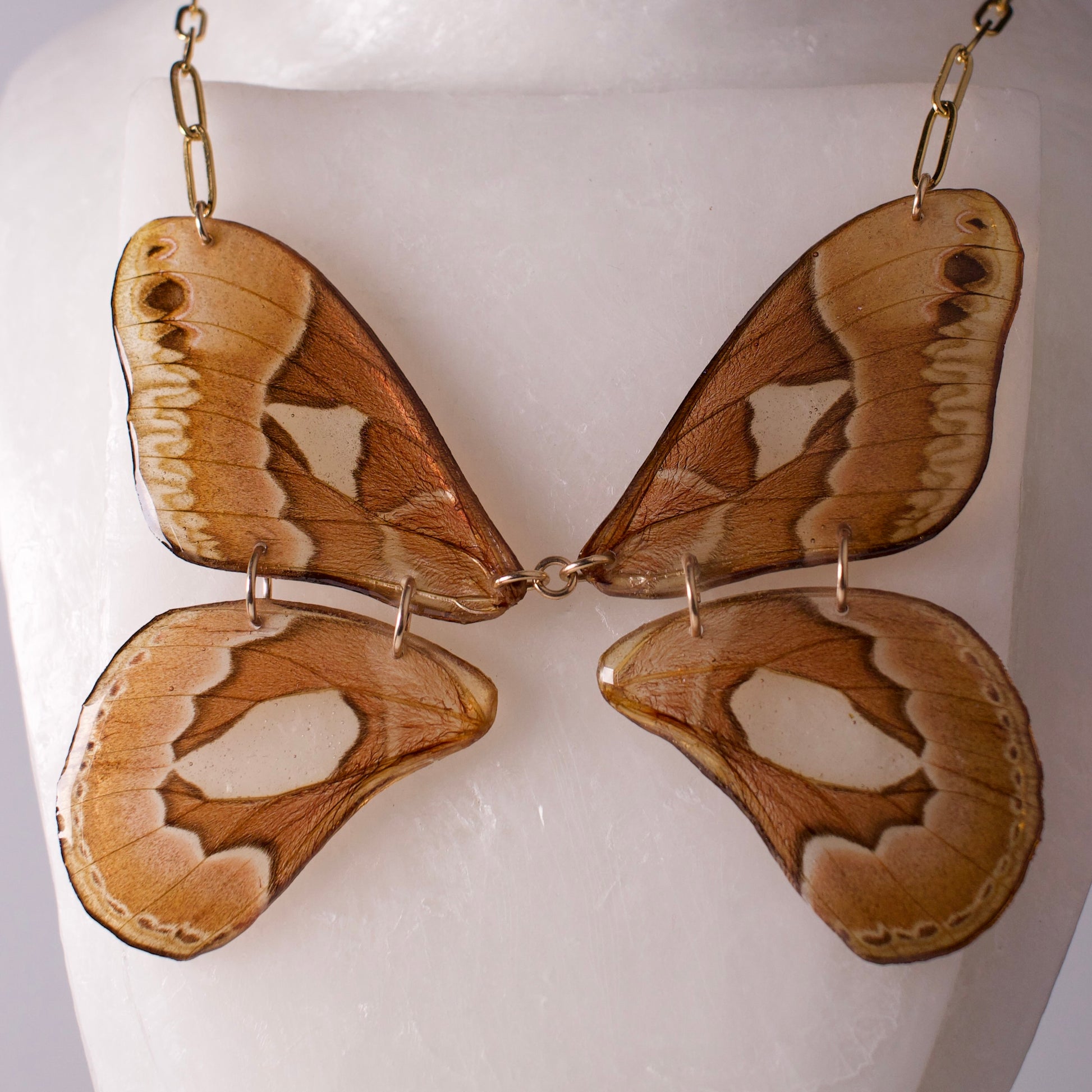 real silk moth necklace Brazilian silk moths gold paperclip chain close up on wax form