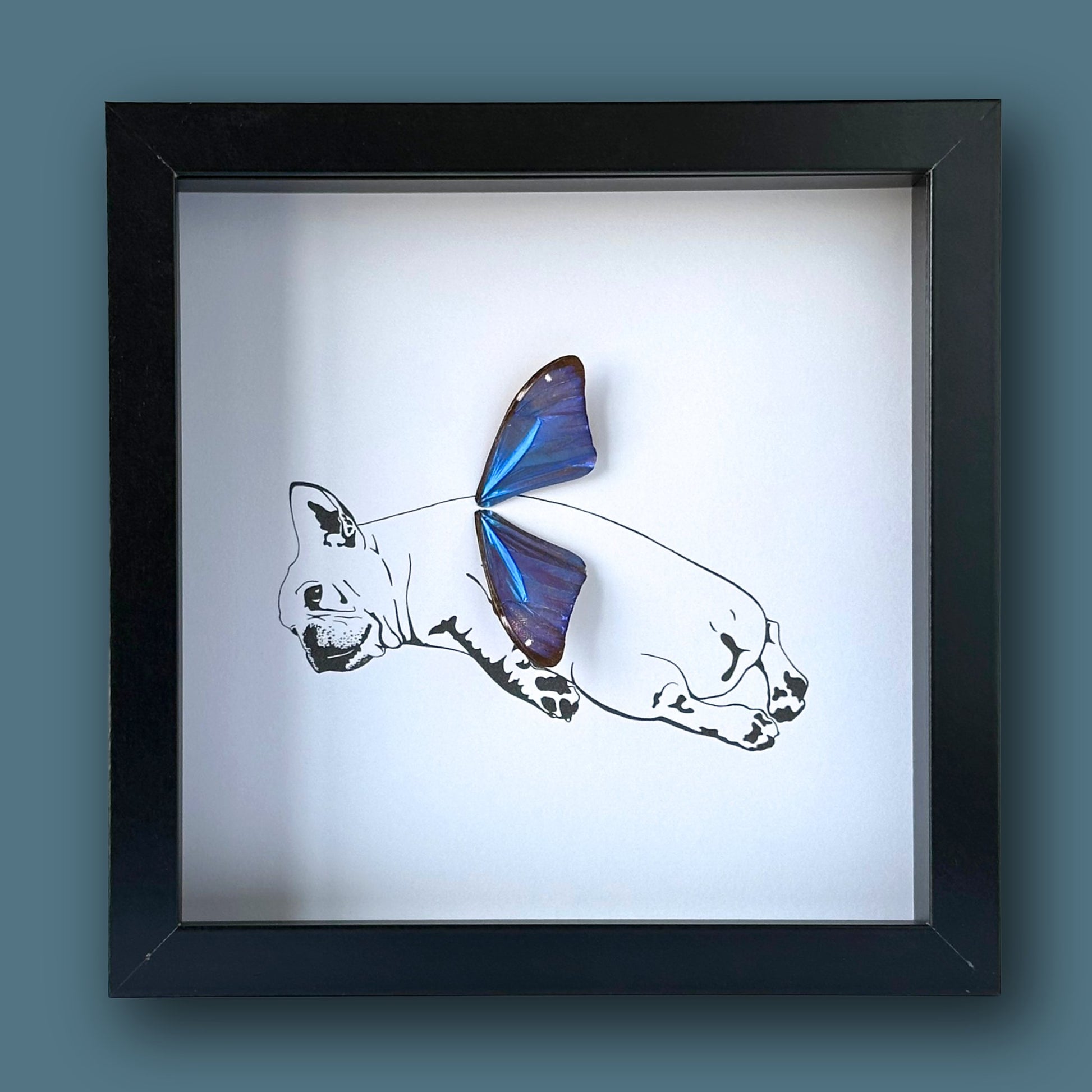 Sprawled Frenchie French BullDog Framed Art with Real Butterfly Wings - Isms Butterfly Conservation ArtFramed Art