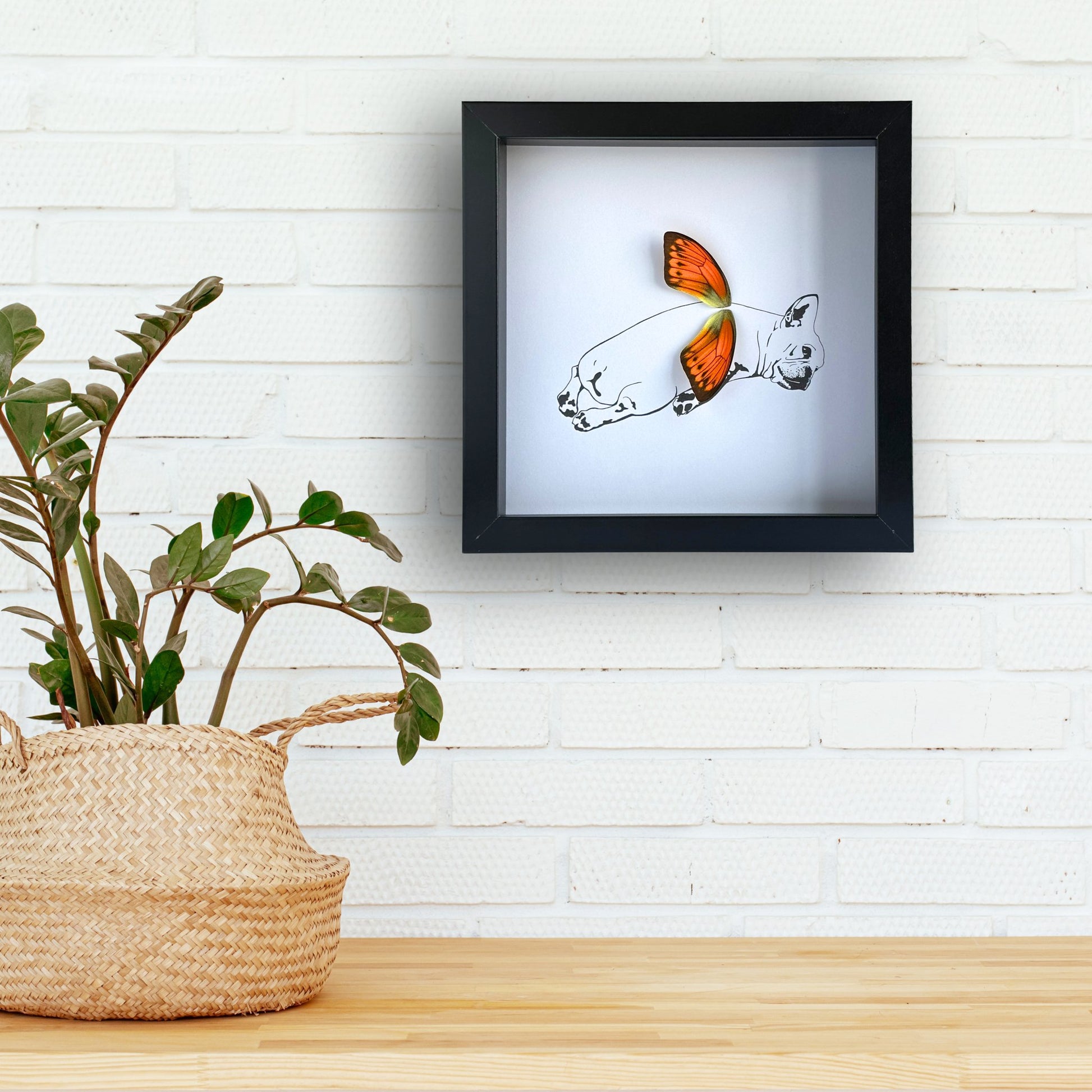 Sprawled Frenchie French BullDog Framed Art with Real Butterfly Wings - Isms Butterfly Conservation ArtFramed Art