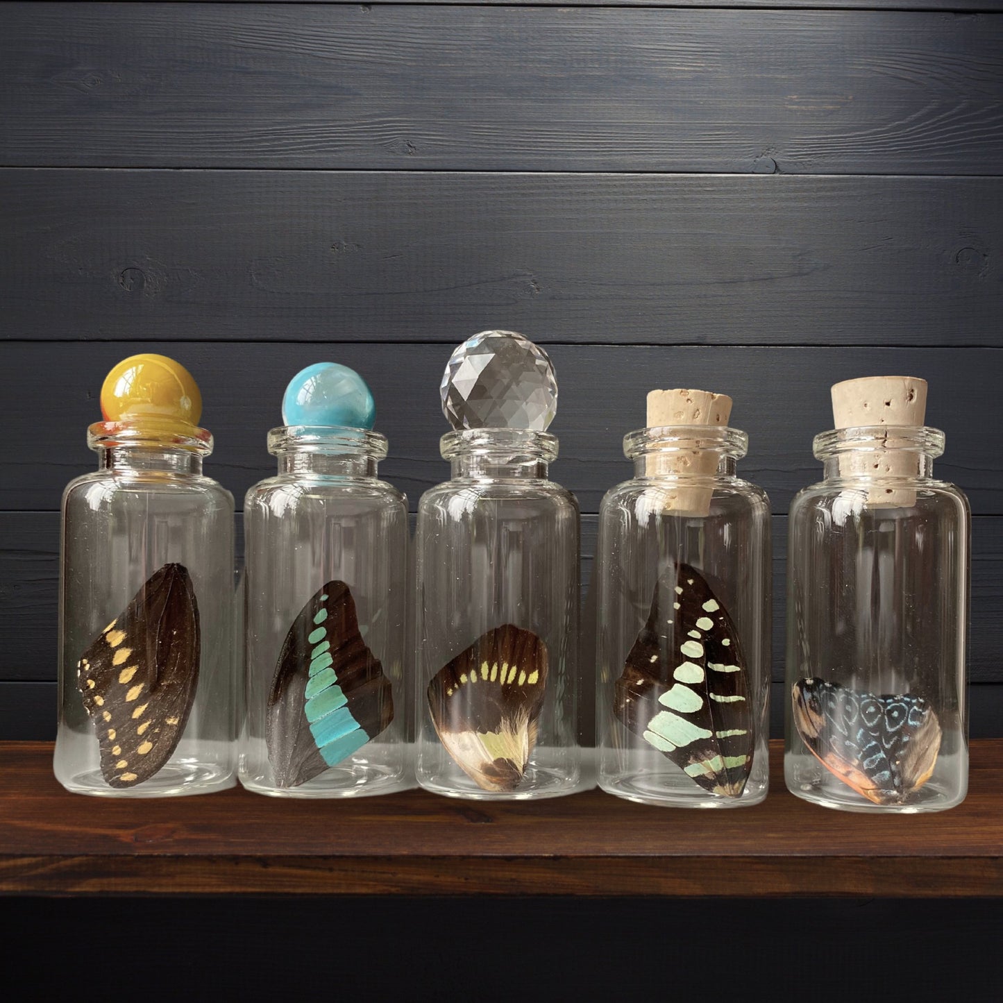 Standard Butterfly Wing in Glass Bottle - Isms Butterfly Conservation ArtBottles