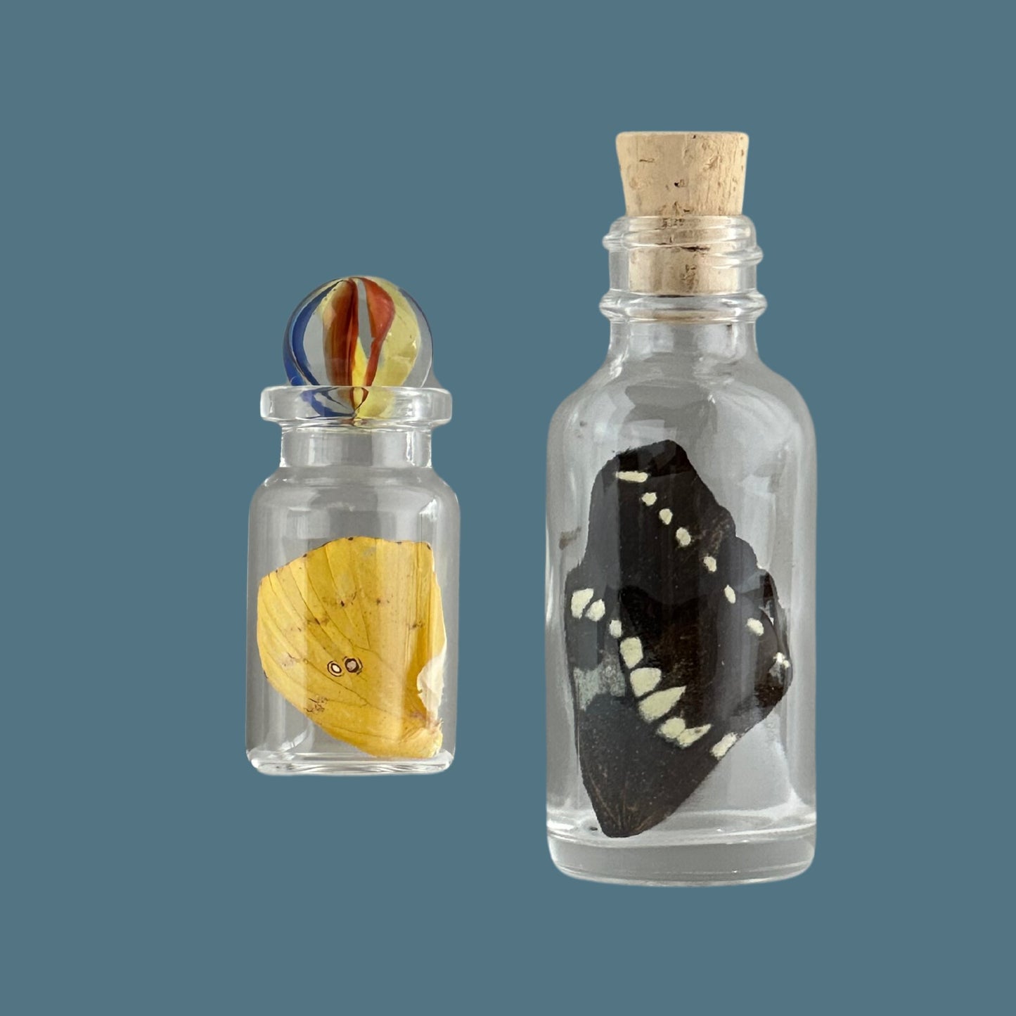 Standard Butterfly Wing in Glass Bottle - Isms Butterfly Conservation ArtBottles