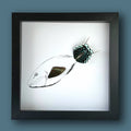 Tropical Parrot Fish Framed Art with Real Butterfly Wings - Isms Butterfly Conservation ArtFramed Art