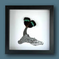 Whale Framed Art with Real Butterfly Wings - Isms Butterfly Conservation ArtFramed Art