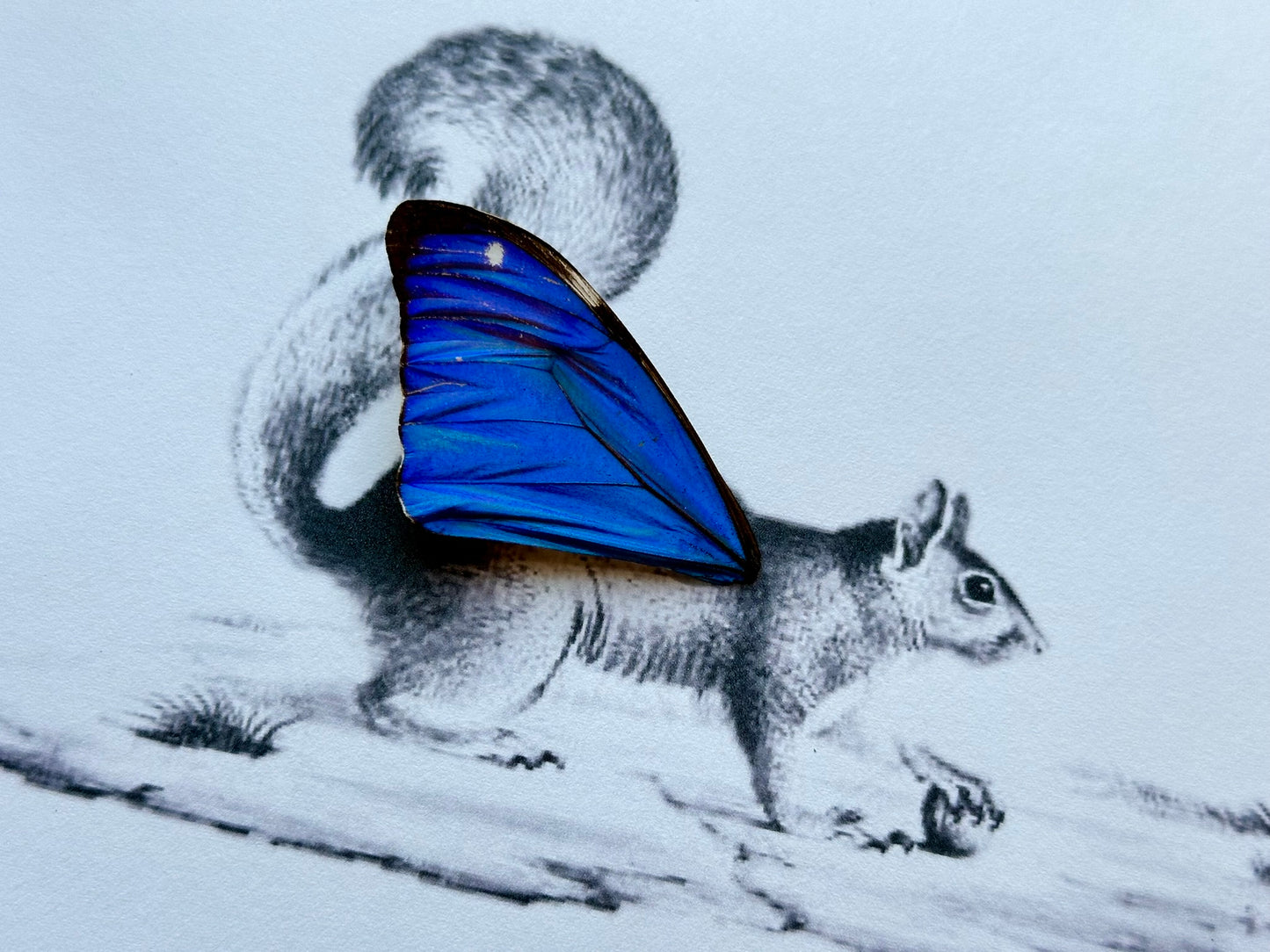 a drawing of a squirrel with a blue butterfly on its back