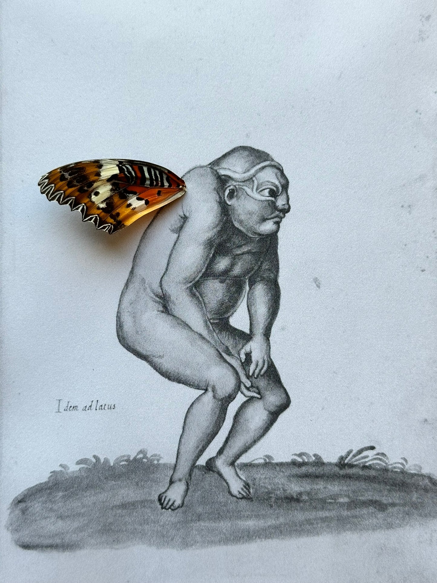a butterfly sitting on top of a drawing of a naked man