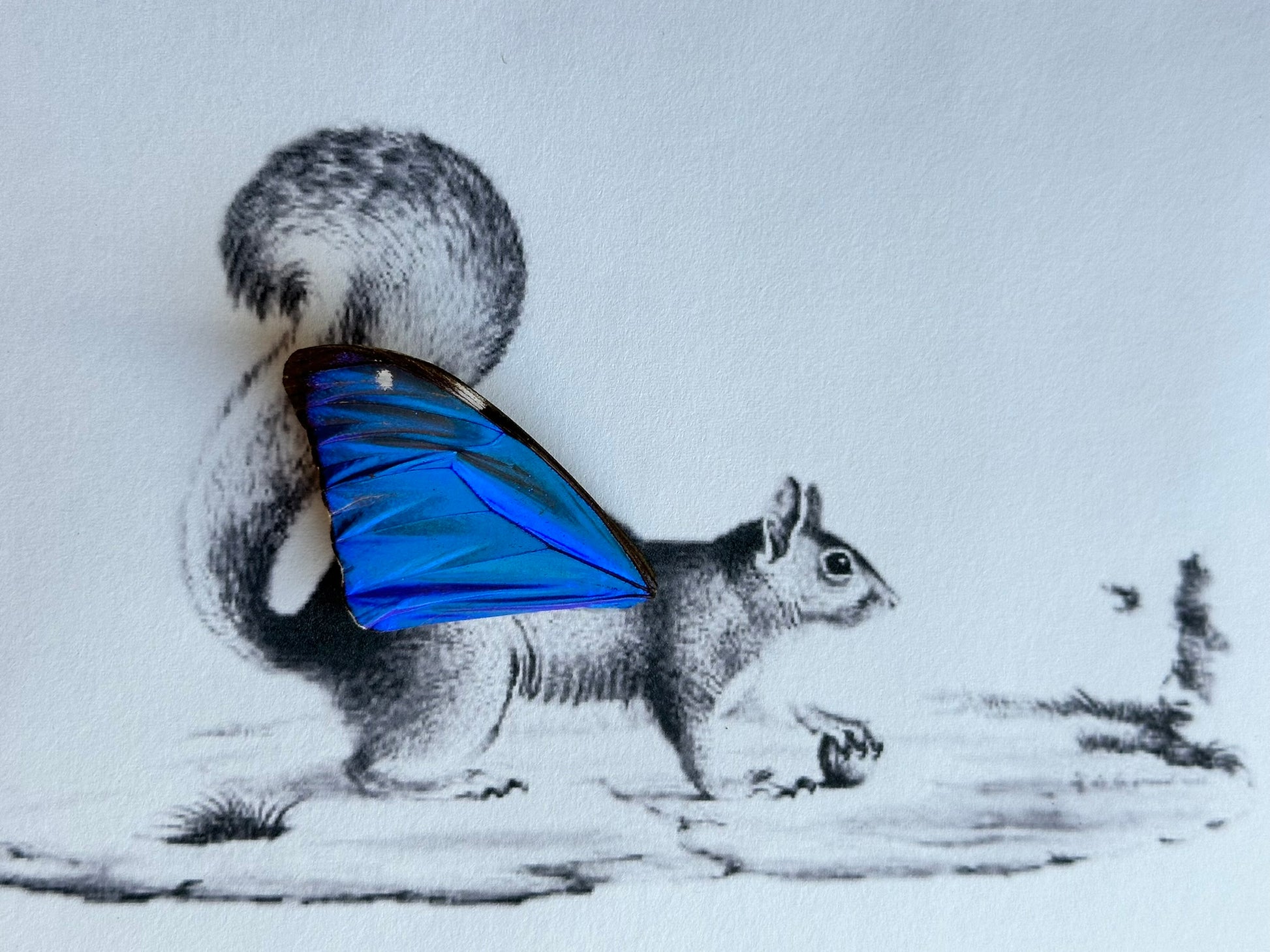 a picture of a squirrel with a blue butterfly on its back