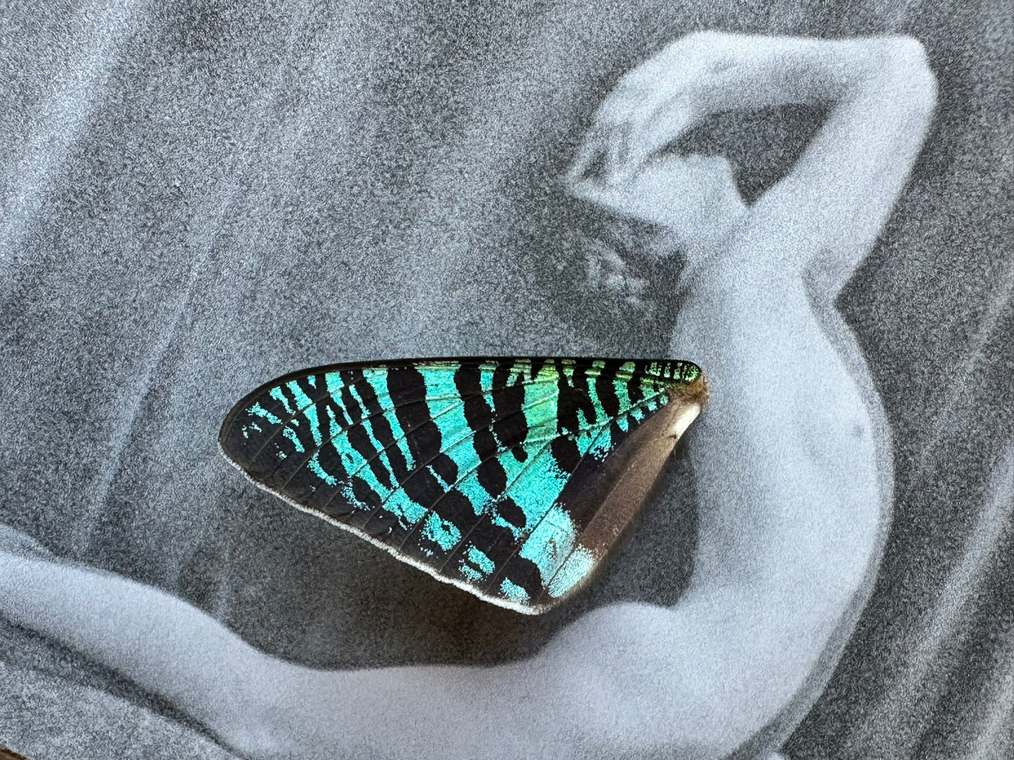 a blue butterfly sitting on top of a woman's arm