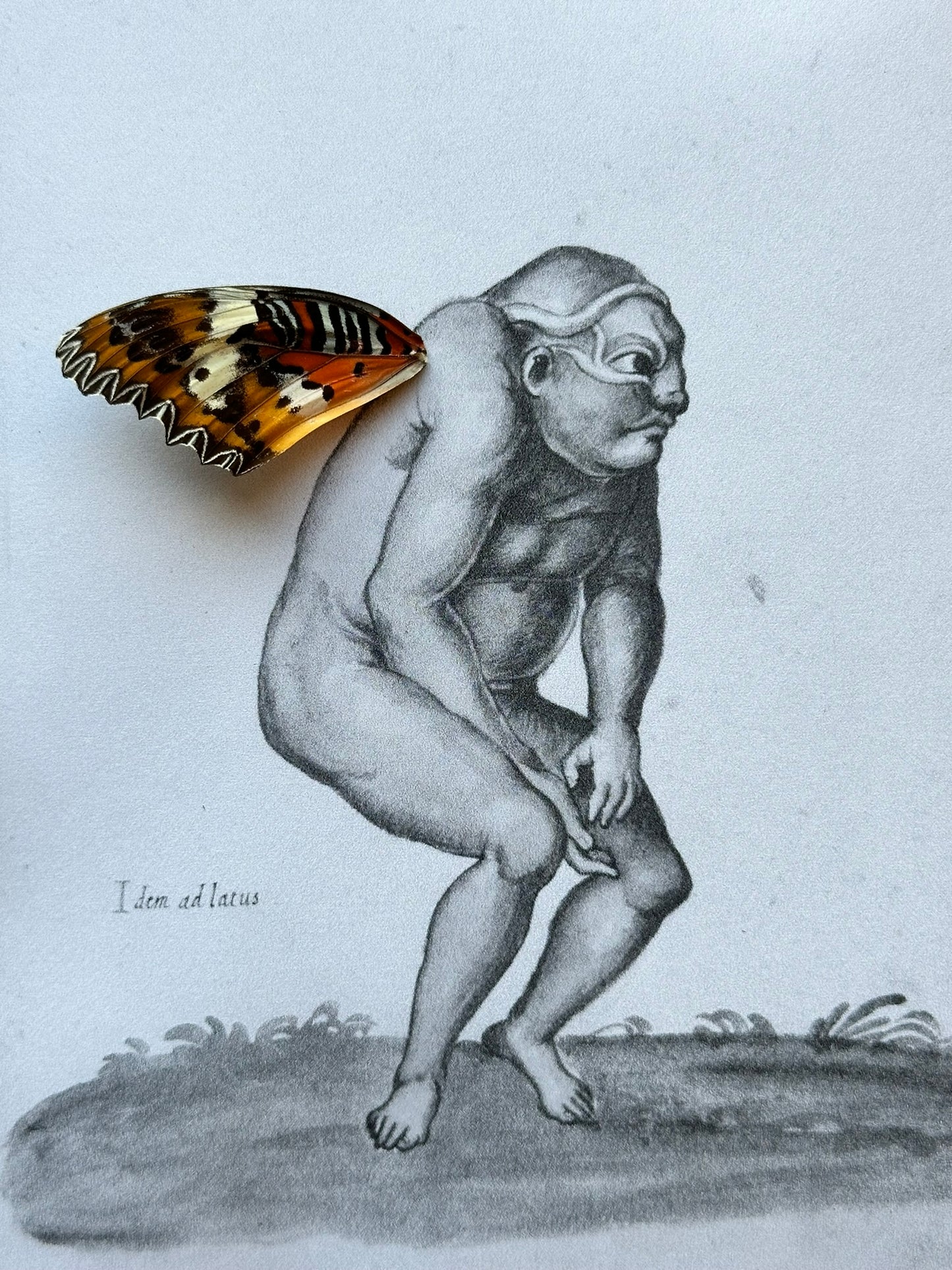 a butterfly sitting on top of a drawing of a naked man