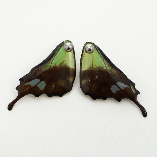 Real Graphium weiskei Hind Wing Earrings With Options