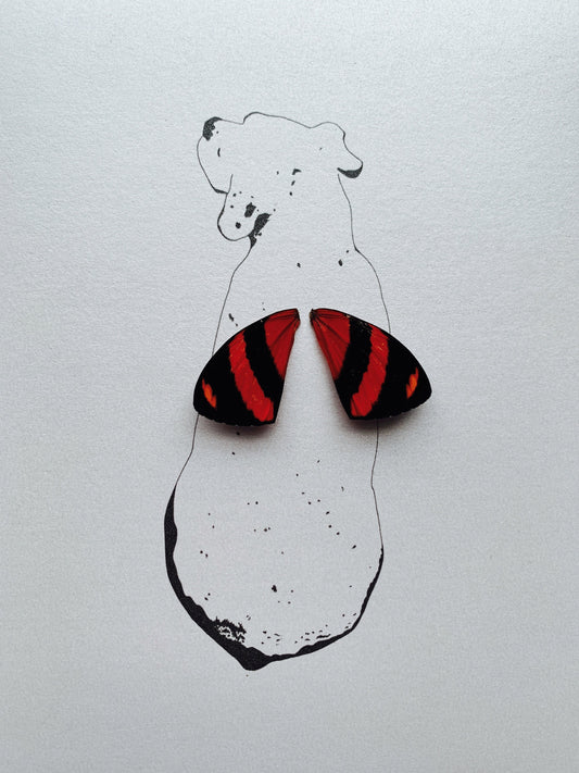 Dog Real Butterfly Wing Art Ethically Sourced Made in MN USA - Holly Ulm -Isms Butterfly Conservation Art