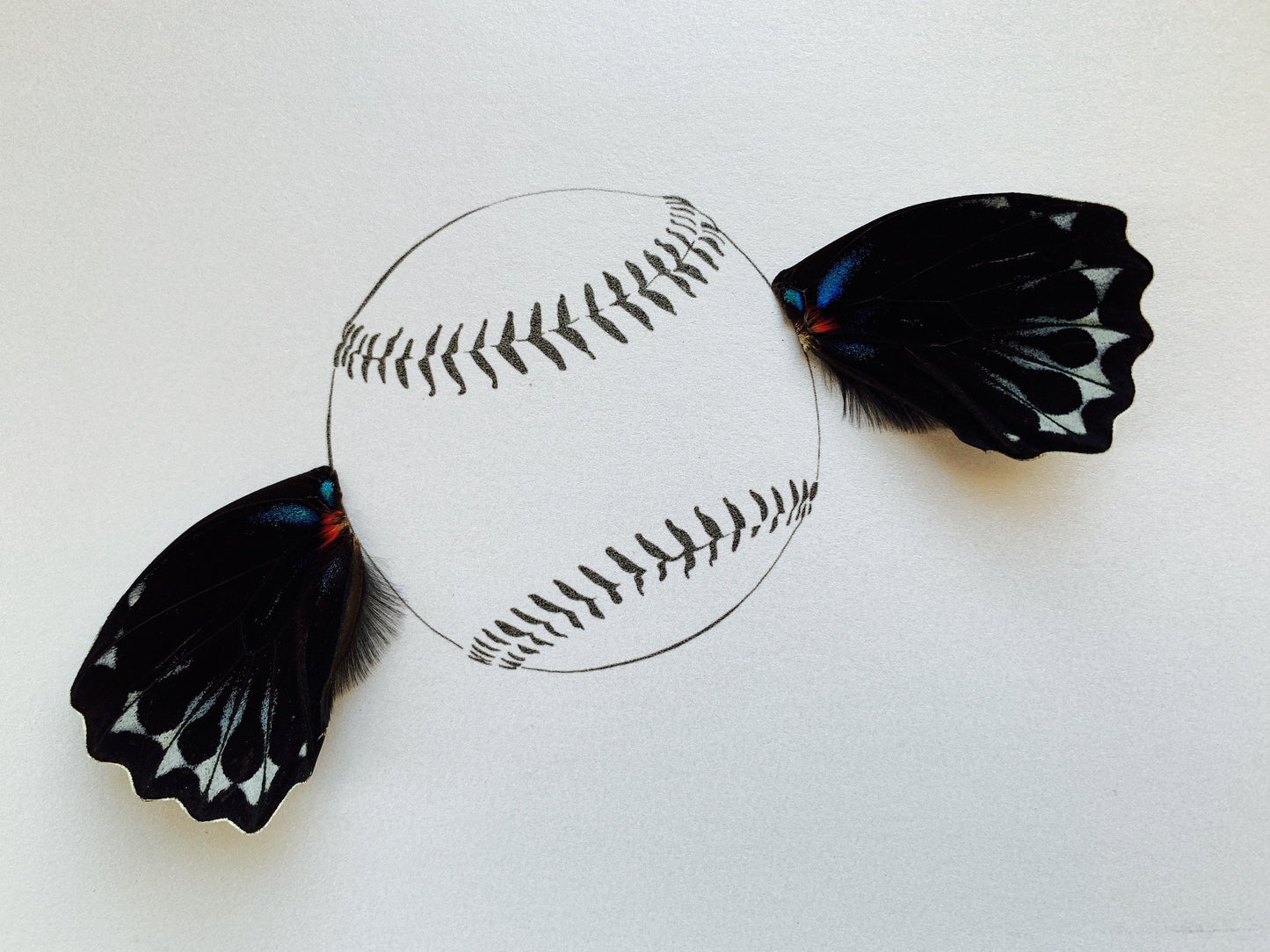 "Fly Ball" Baseball Softball Illustration Framed with Real Butterfly Wings From and For Conservation