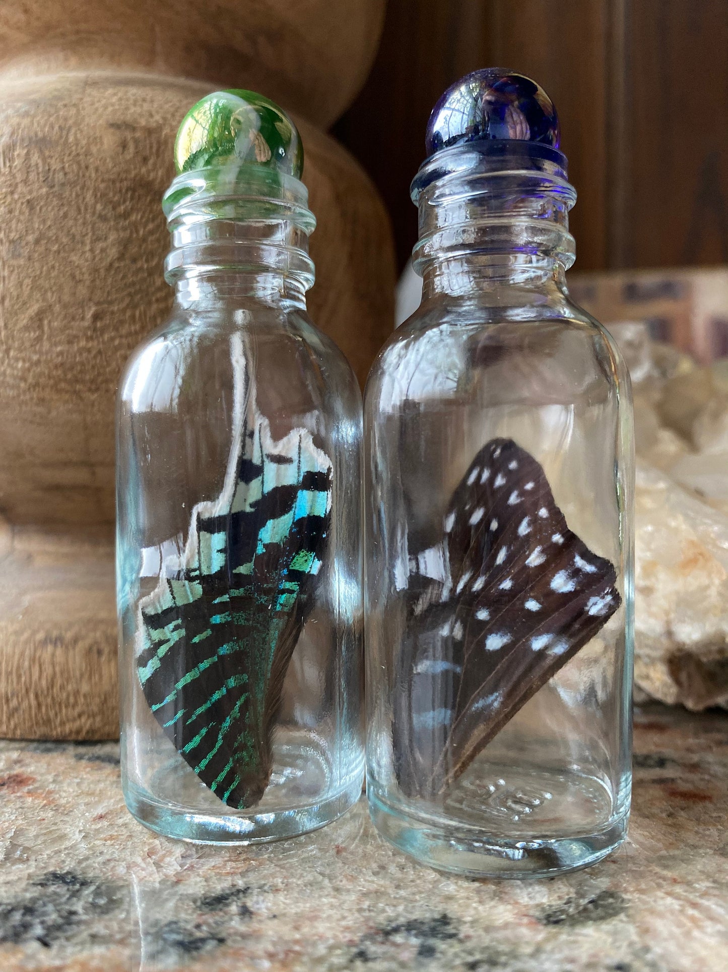 Real Butterfly Wing in Bottle Large Specimen Jar ethically sourced Funds Conservation