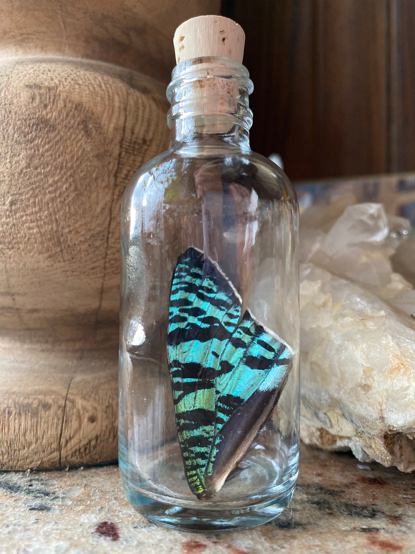 Real Butterfly Wing in Bottle XLarge Specimen Jar ethically sourced Funds Conservation