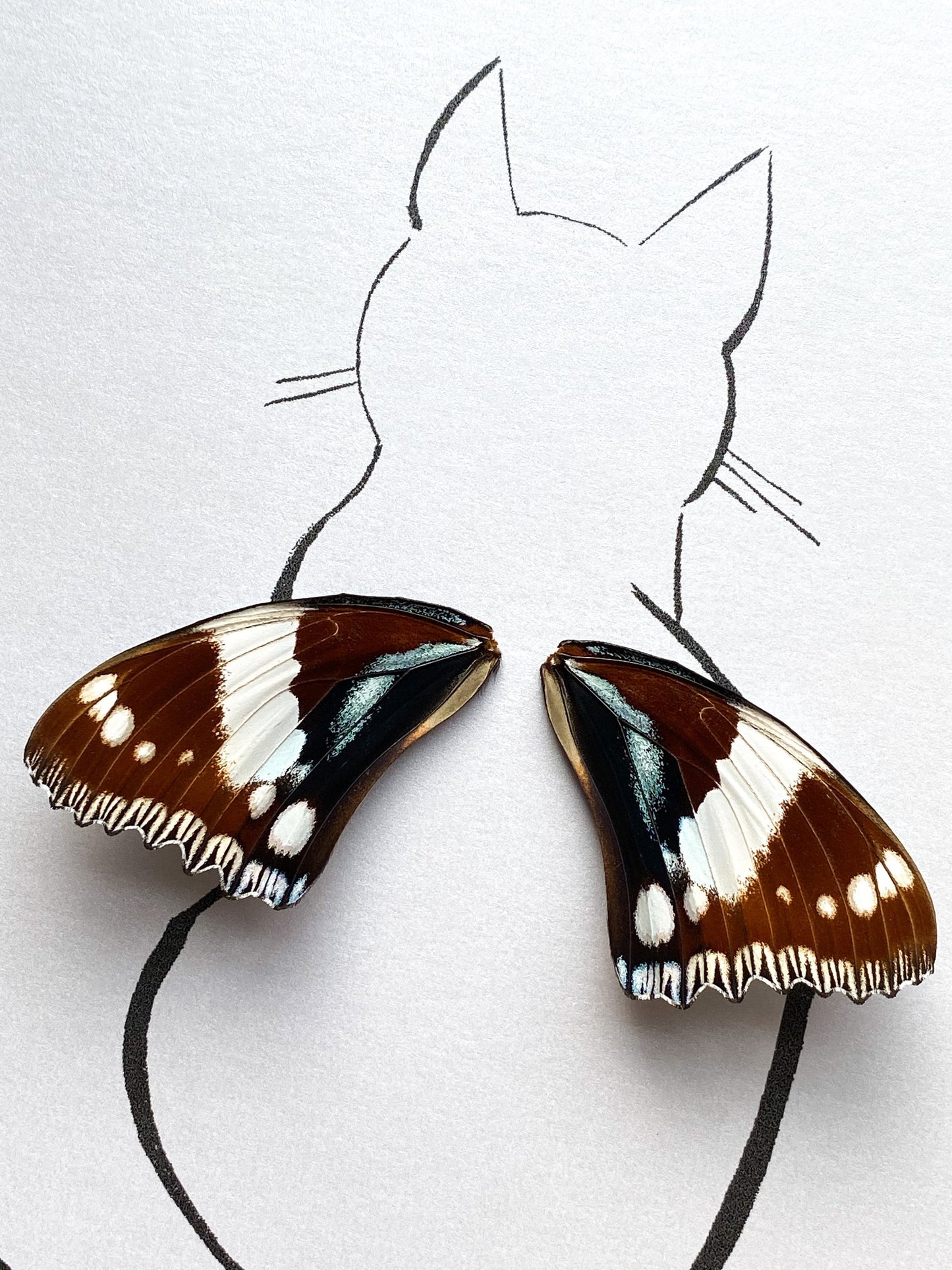 Cat Real Butterfly Wings Art Ethically Sourced Made in MN USA - Holly Ulm - Isms Butterfly Conservation Art