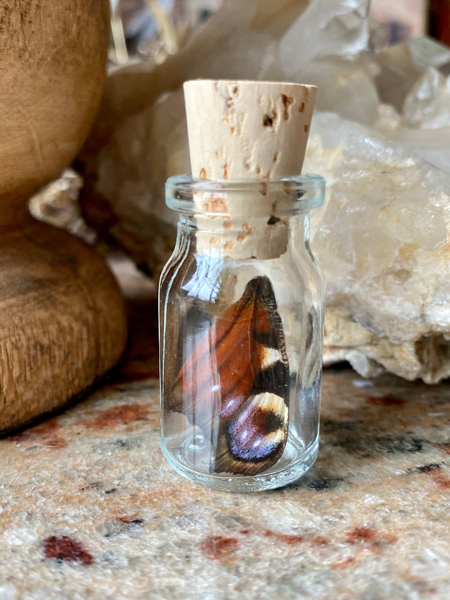 Real Butterfly Wing in Bottle XS Specimen Jar ethically sourced Funds Conservation