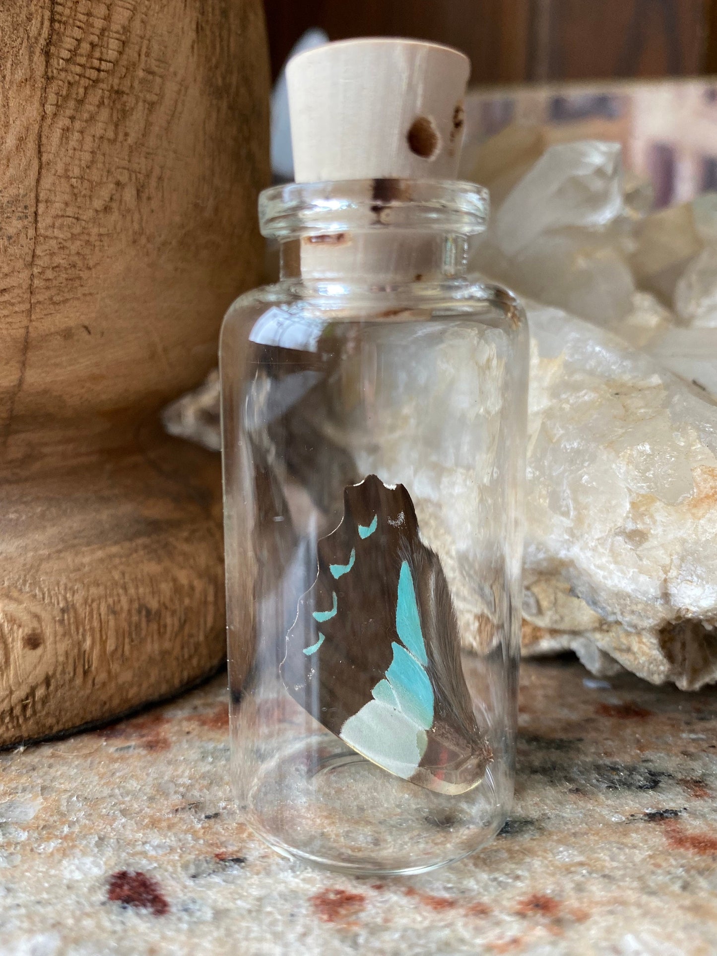 Real Butterfly Wing in Bottle M-2 Specimen Jar ethically sourced Funds Conservation