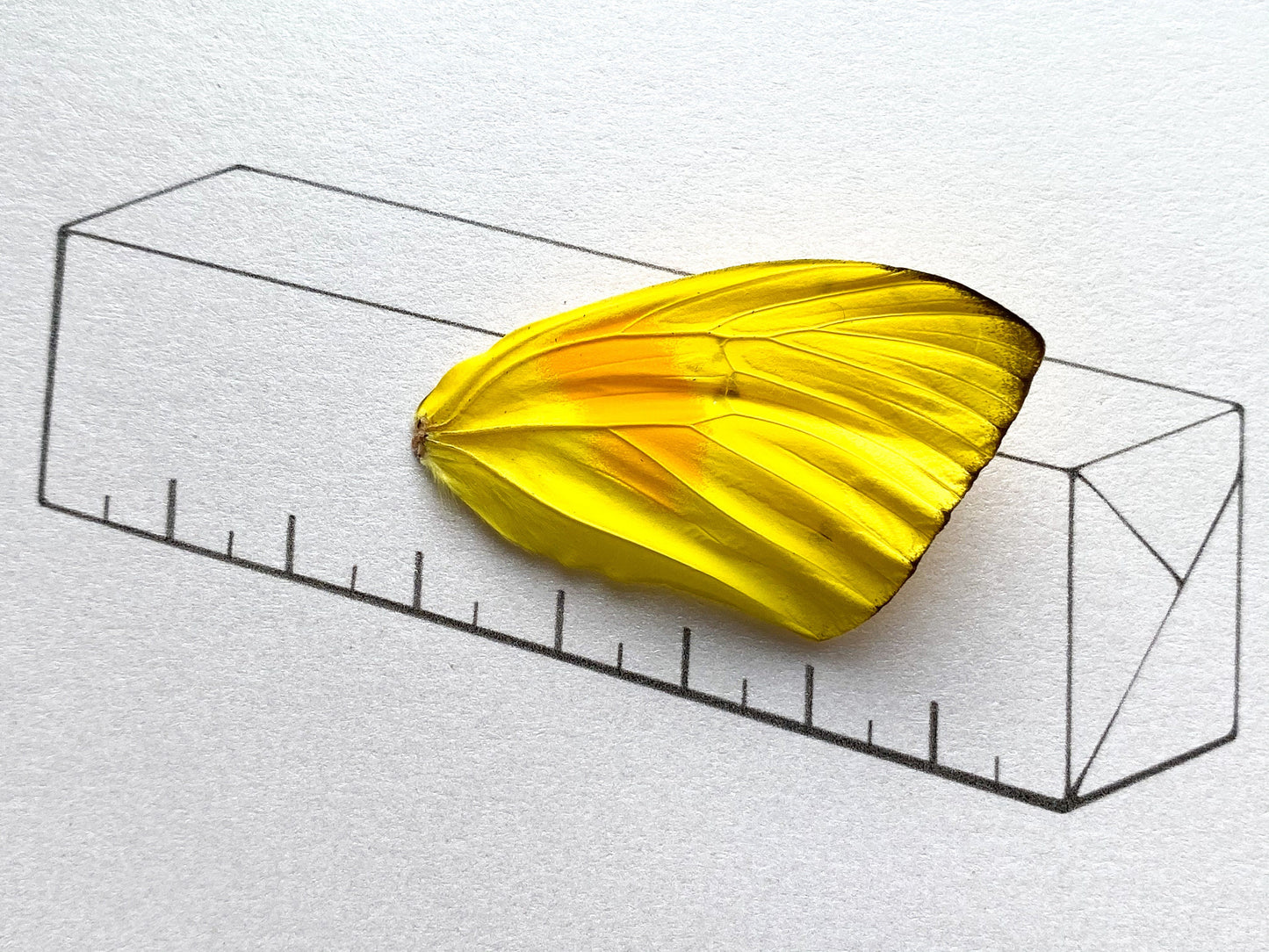 Butter Fly Real Butterfly Wing Art From and For Conservation