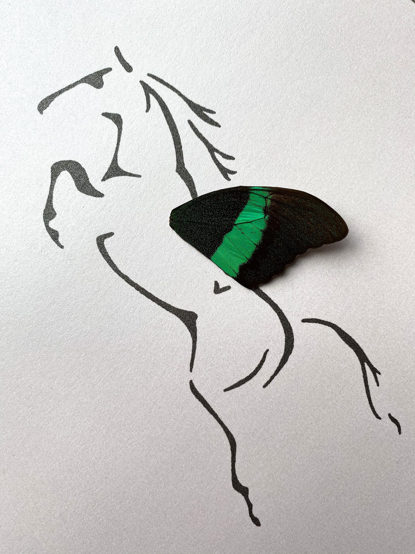 Pegasus Horse Real Butterfly Wing Framed Art Ethically Sourced Made in MN - Holly Ulm - Isms Butterfly Conservation Art