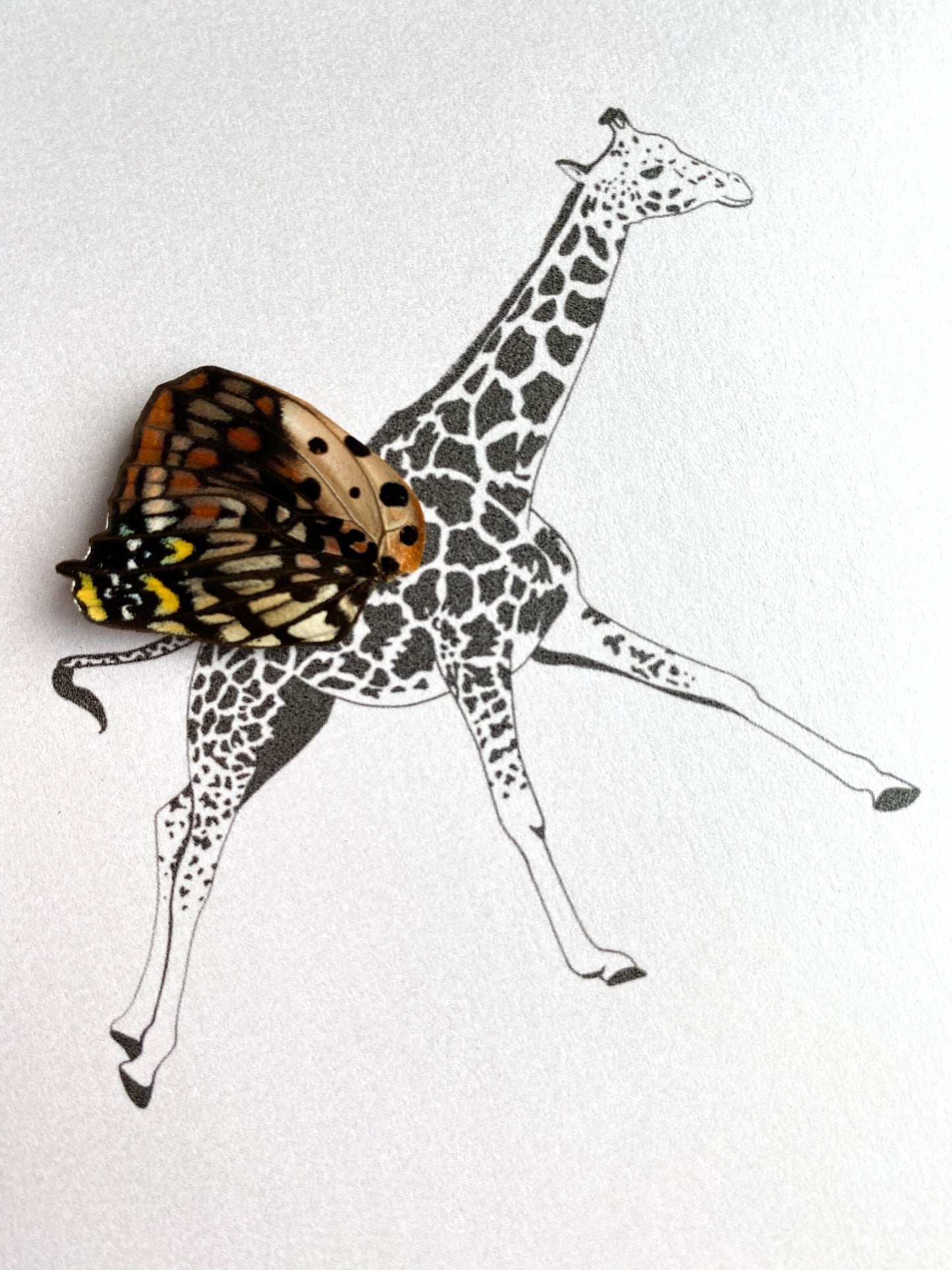 Giraffe Real Butterfly Wing Framed Art Ethically Sourced Made in MN USA - Holly Ulm - Isms Butterfly Conservation Art