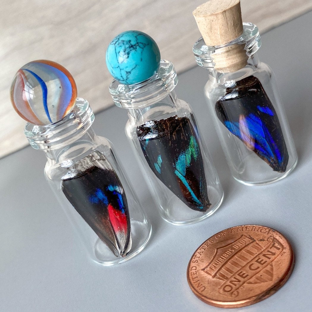 Real Butterfly Wing in Bottle XXS Specimen Jar ethically sourced Funds Conservation