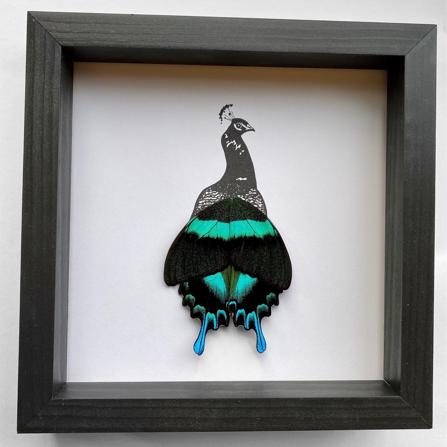 Peacock Real Butterfly Wing Art Ethically Sourced Made in MN USA - Holly Ulm - Isms Butterfly Conservation Art
