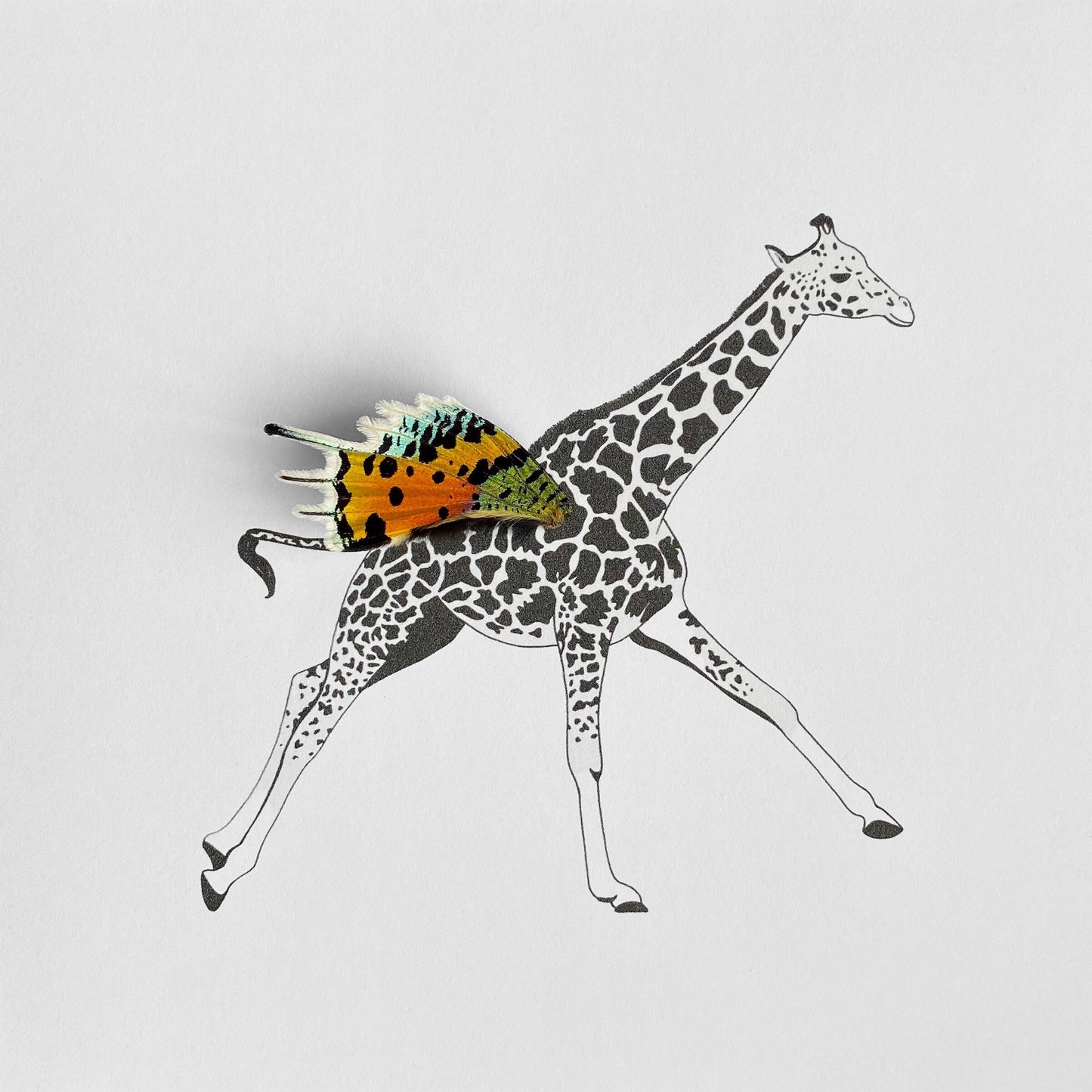 Giraffe Real Butterfly Wing Framed Art Ethically Sourced Made in MN USA - Holly Ulm - Isms Butterfly Conservation Art