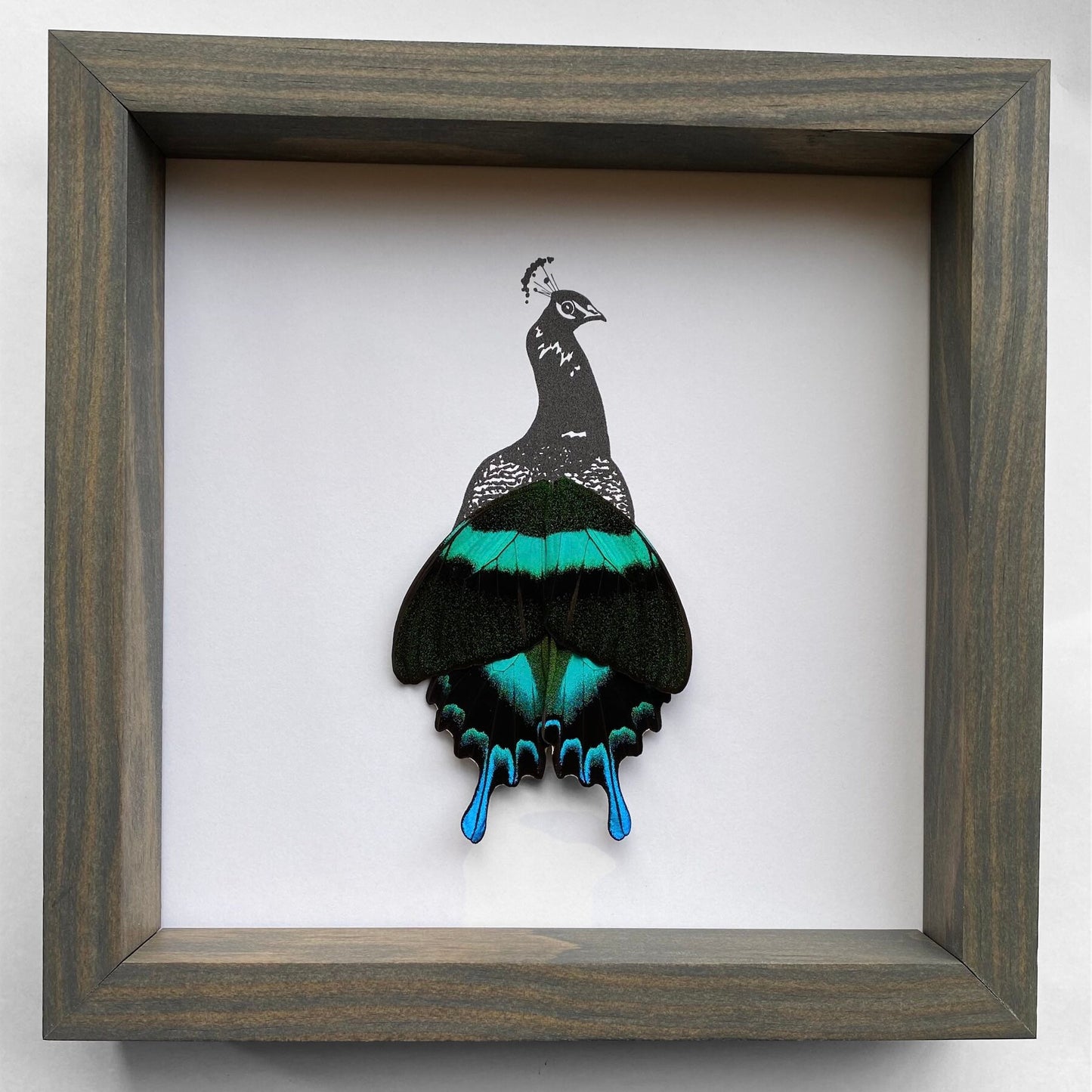 Peacock Real Butterfly Wing Art Ethically Sourced Made in MN USA - Holly Ulm - Isms Butterfly Conservation Art