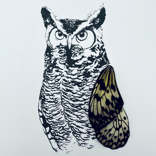 Horned Owl Real Butterfly Wing Framed Art Ethically Sourced Made in MN USA - Holly Ulm - Isms Butterfly Conservation Art