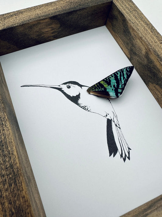 Hummingbird Real Butterfly Wing Framed Art Ethically Sourced made in MN USA - Holly Ulm - Isms Butterfly Conservation Art