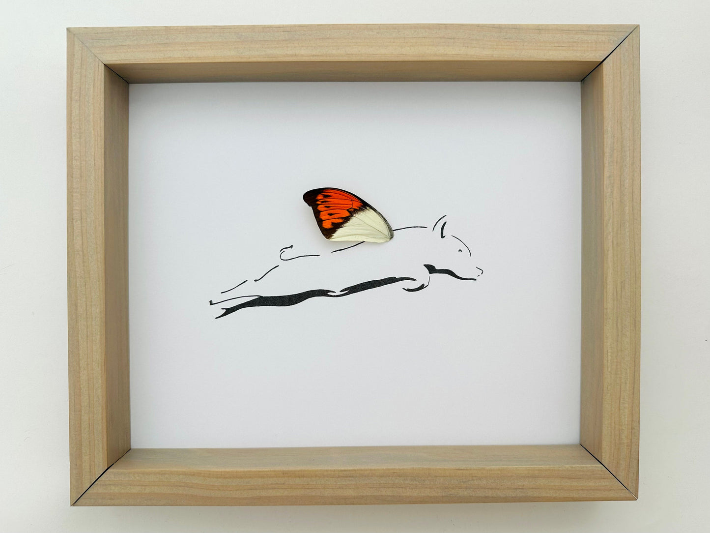 Pigs Fly Flying Pig Real Butterfly Wing Framed Art Ethically Sourced Made in MN - Holly Ulm - Isms Butterfly Conservation Art