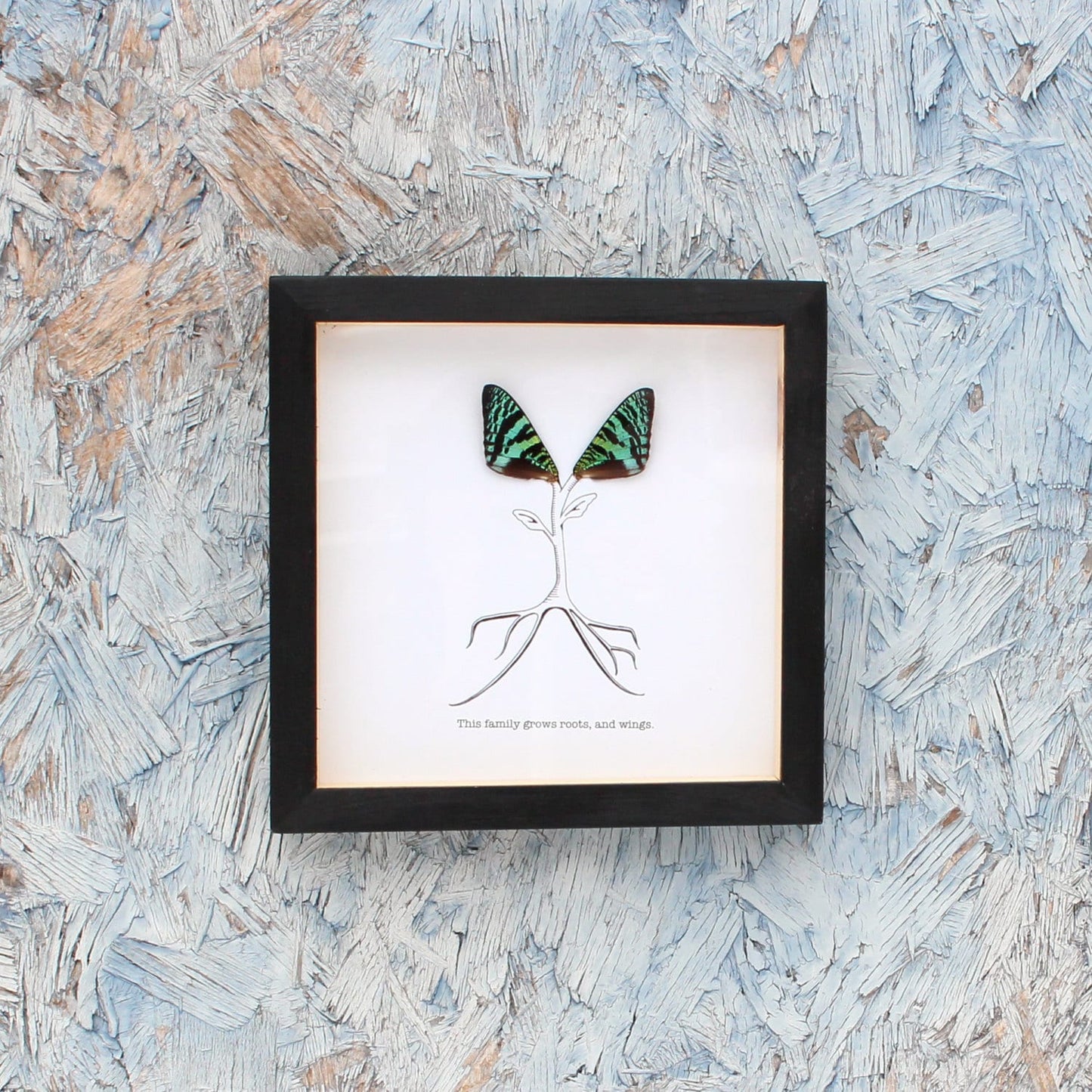 Roots and Wings Real Butterfly Wing Framed Art 'This Family Grows Roots and Wings' Ethically Sourced Made in MN USA - Holly Ulm - Isms